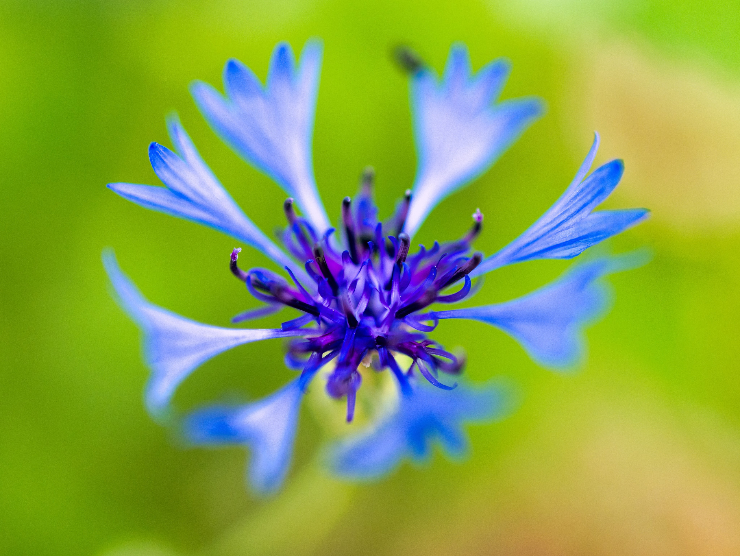 Portret bebeluș la botez realizat de Mitroi Iulian
