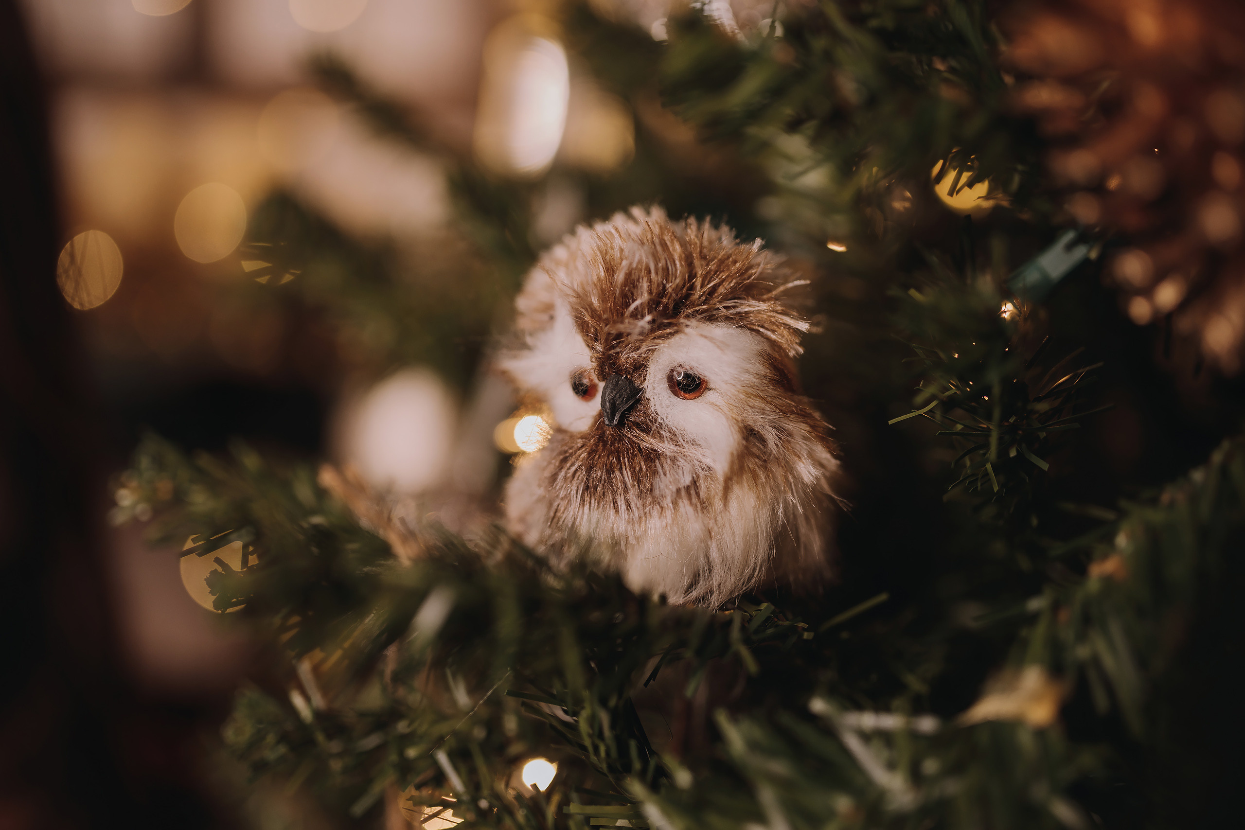 14.01.2023 Christmas Photoshoot 24. Wedding family event photographer in Chicago Nick Yushevich