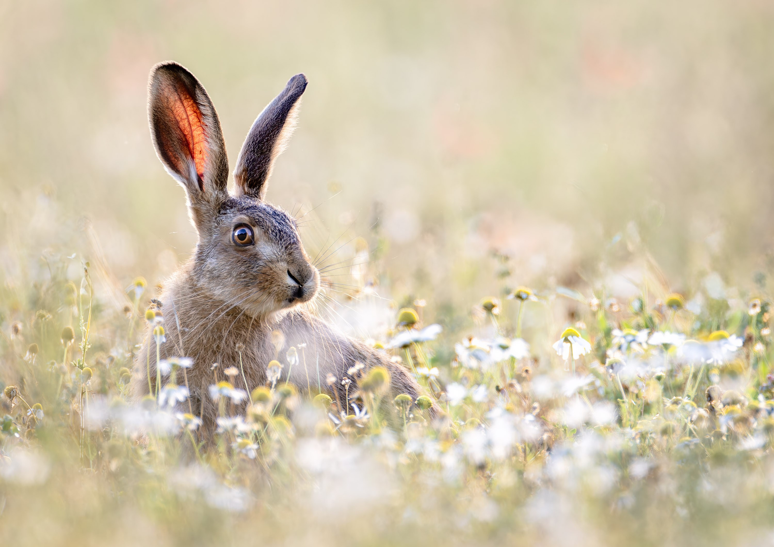 UK Wildlife Photography Gallery. Hedley Wright Photography | East Anglia Sport, Street, Wildlife, Landscape & Astrophotography