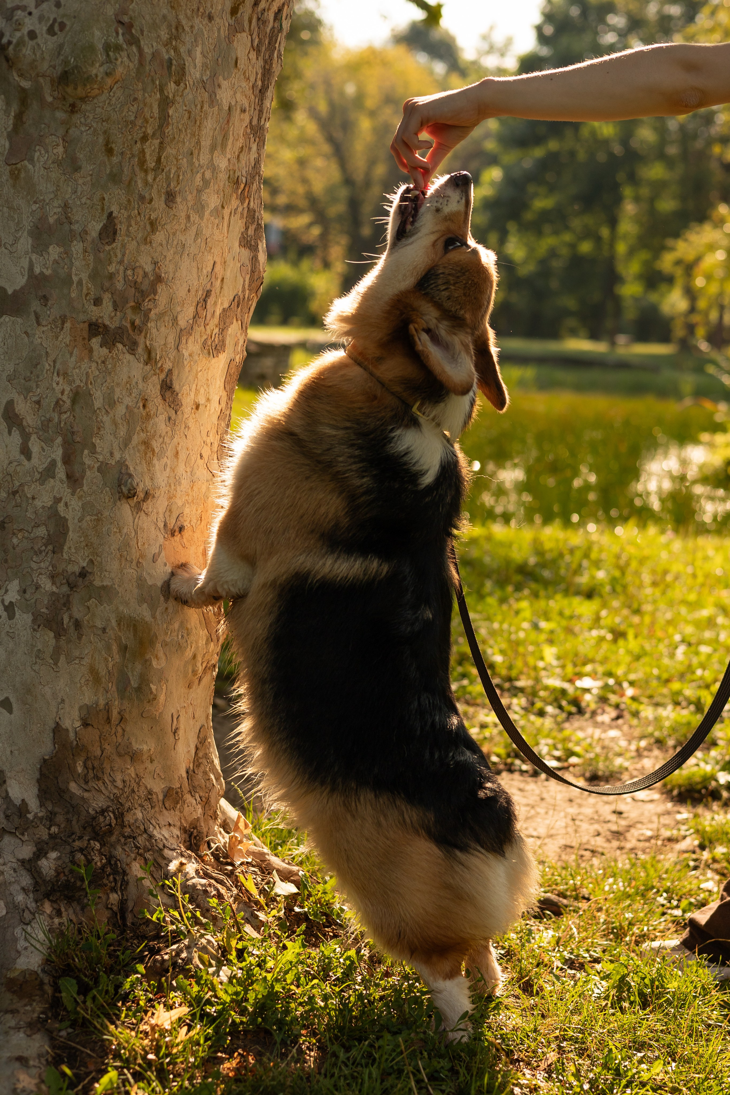 Мария и Санти. Фотограф-анималист | Белград
