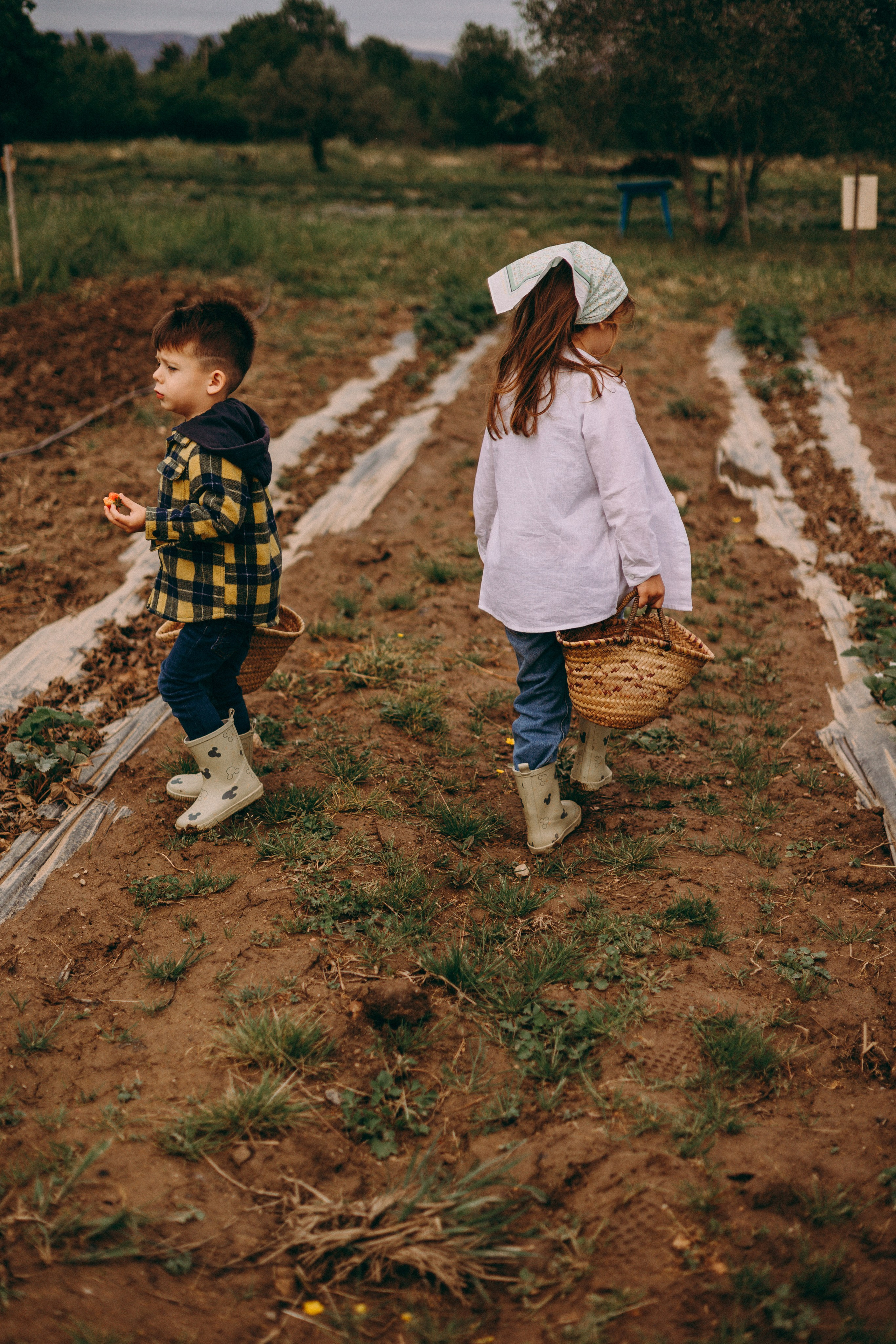 Cueilette fraise. Photographe en Côte d’Azur