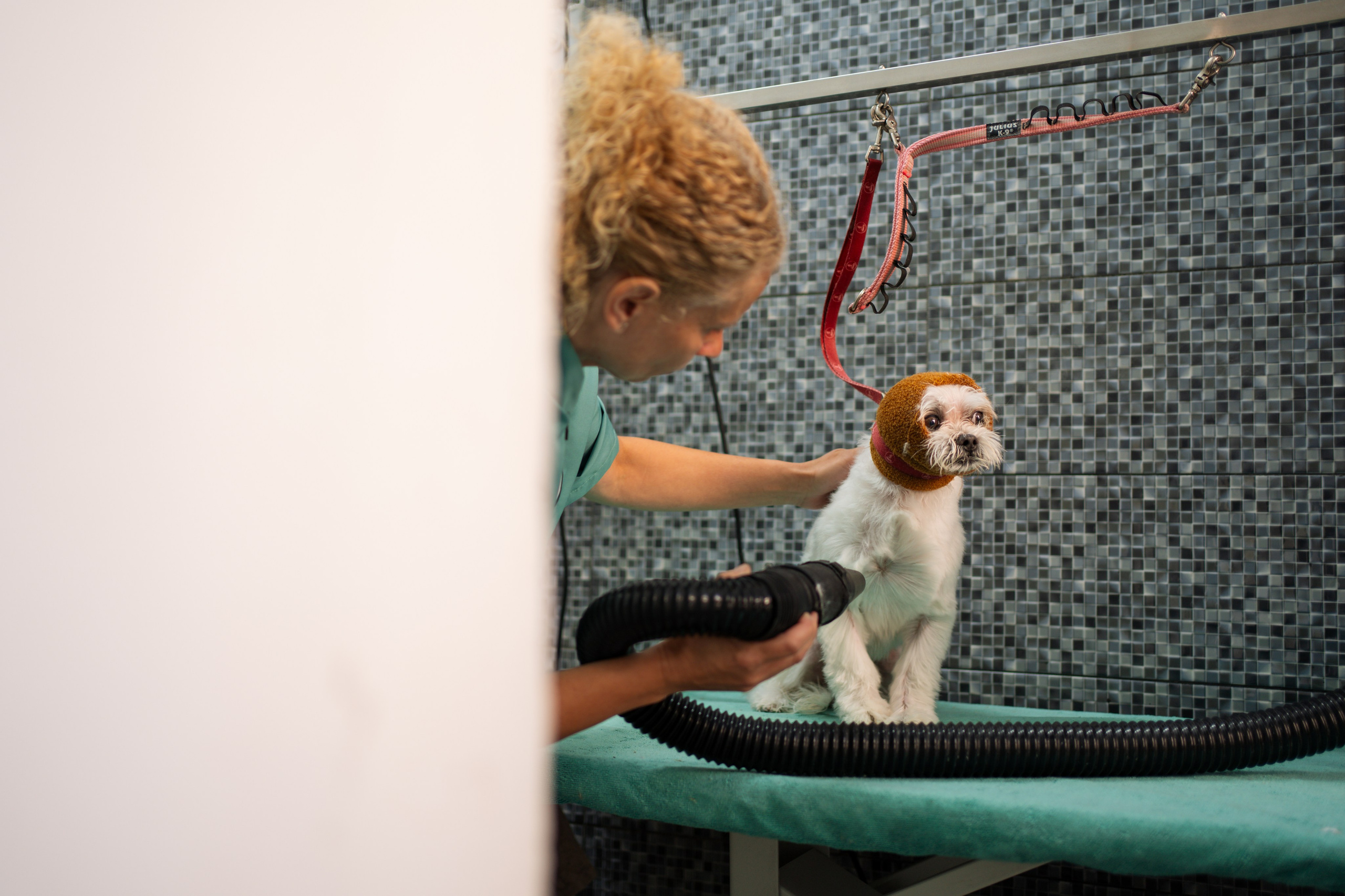 PetGroom Timisoara. Cozac Cristian Photographer