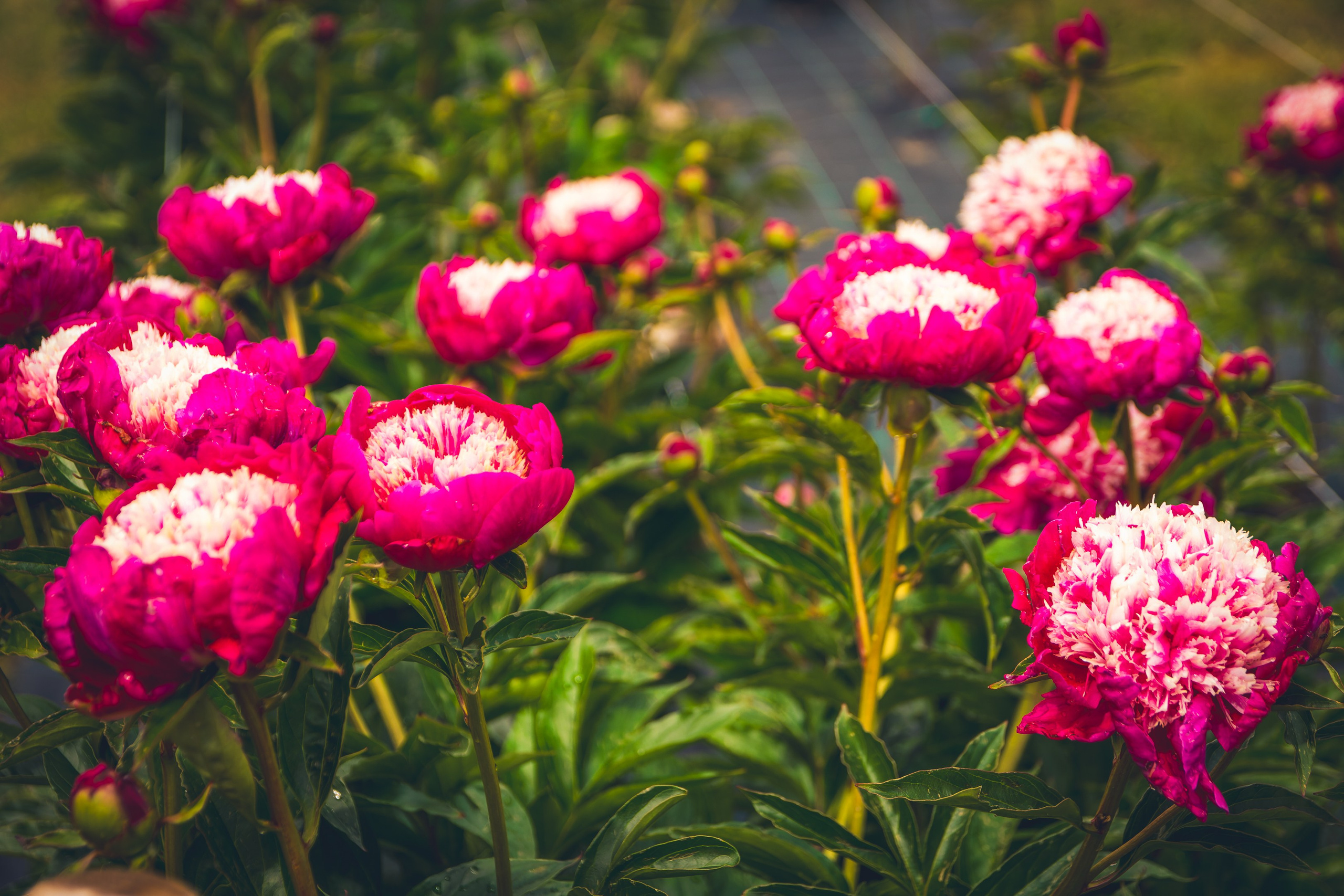 Saarema, reis. Nebula 25 — Fotod teie hingele