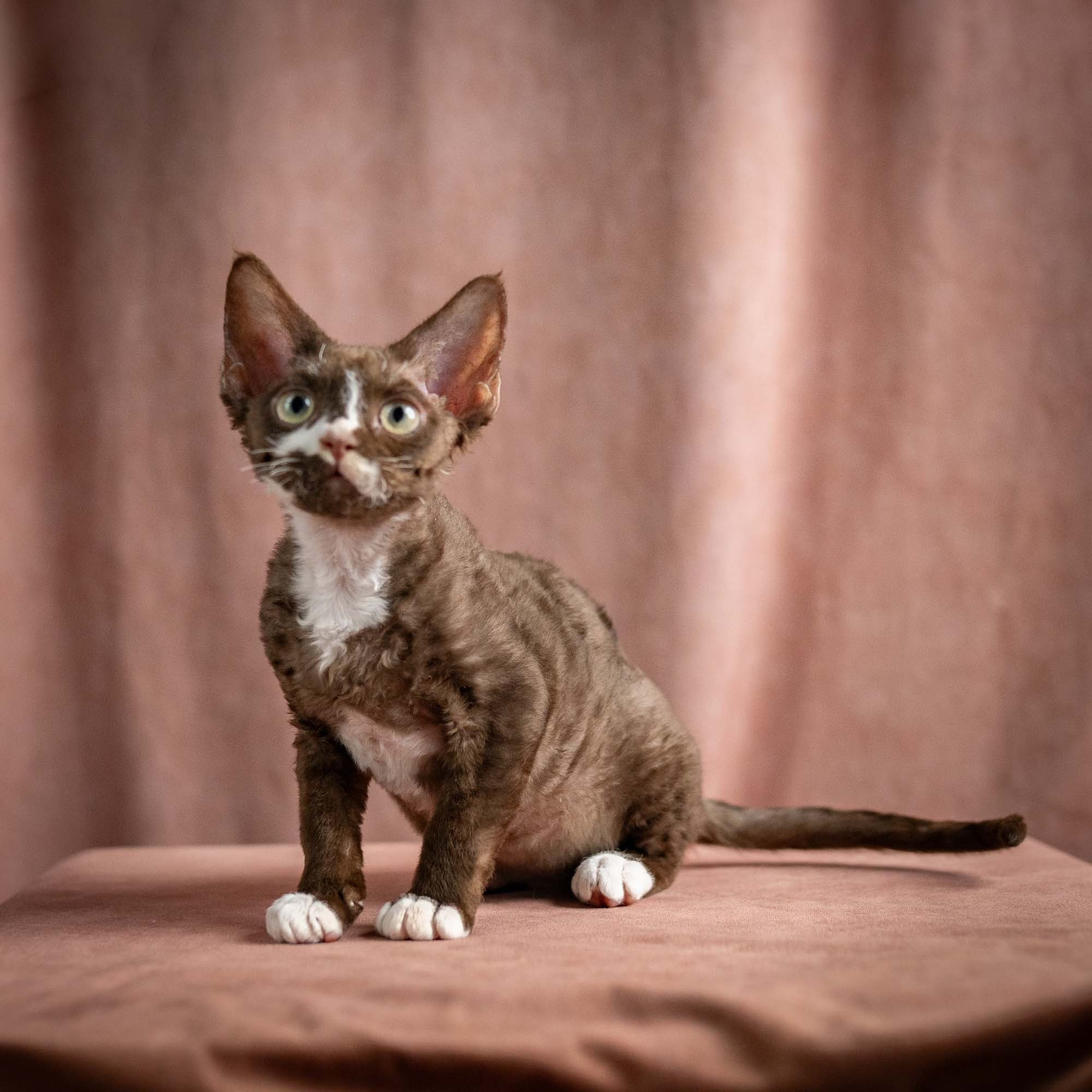 Preston, boy, born 02.11.26. Devon Rex Pixie Cattery