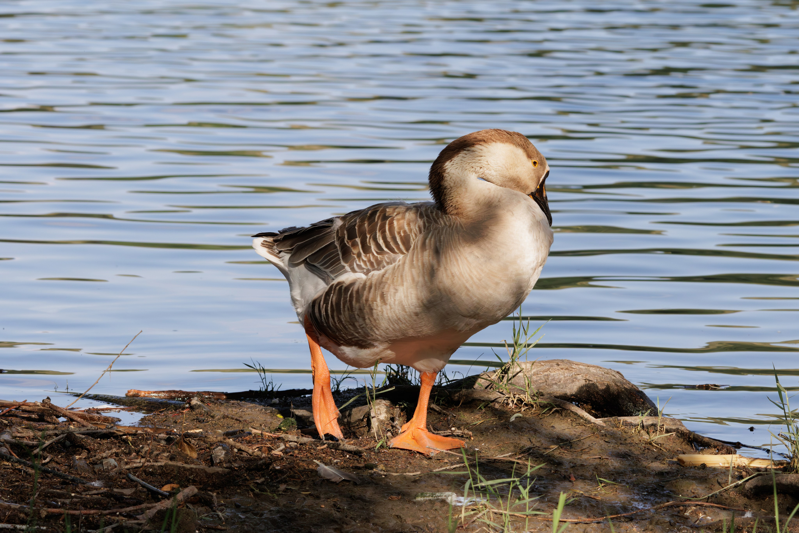 გასეირნება წავკისიდან ვაკის პარკამდე. FramefreeMan