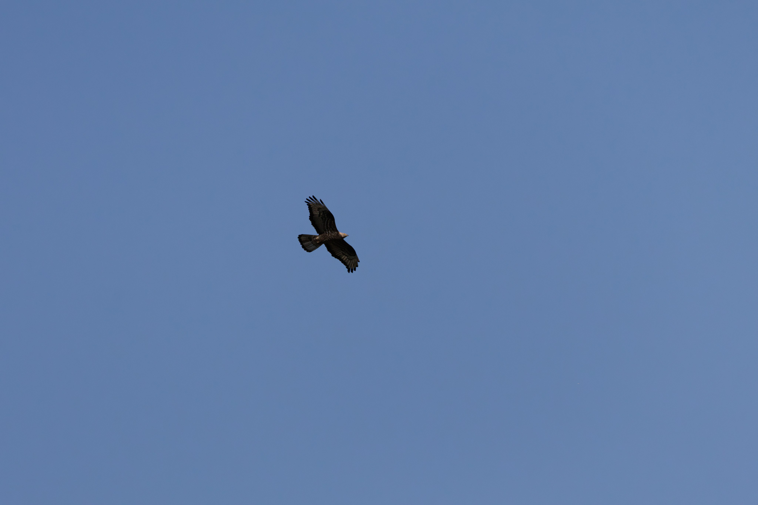 გასეირნება წავკისიდან ვაკის პარკამდე. FramefreeMan