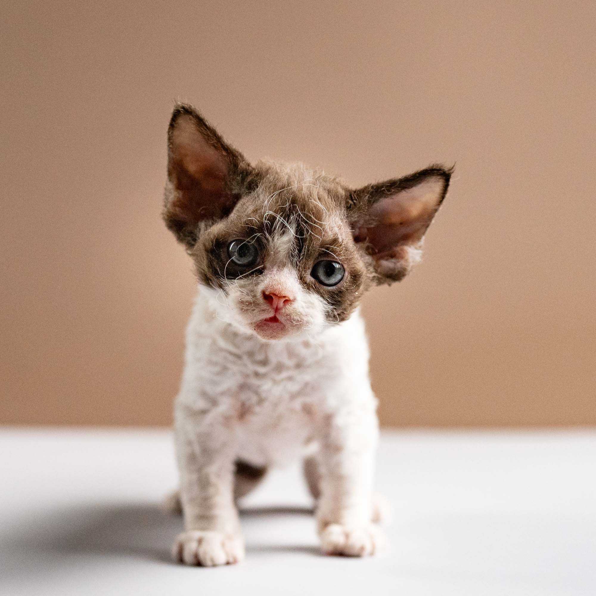 Pascal, boy, born 02.11.26. Devon Rex Pixie Cattery
