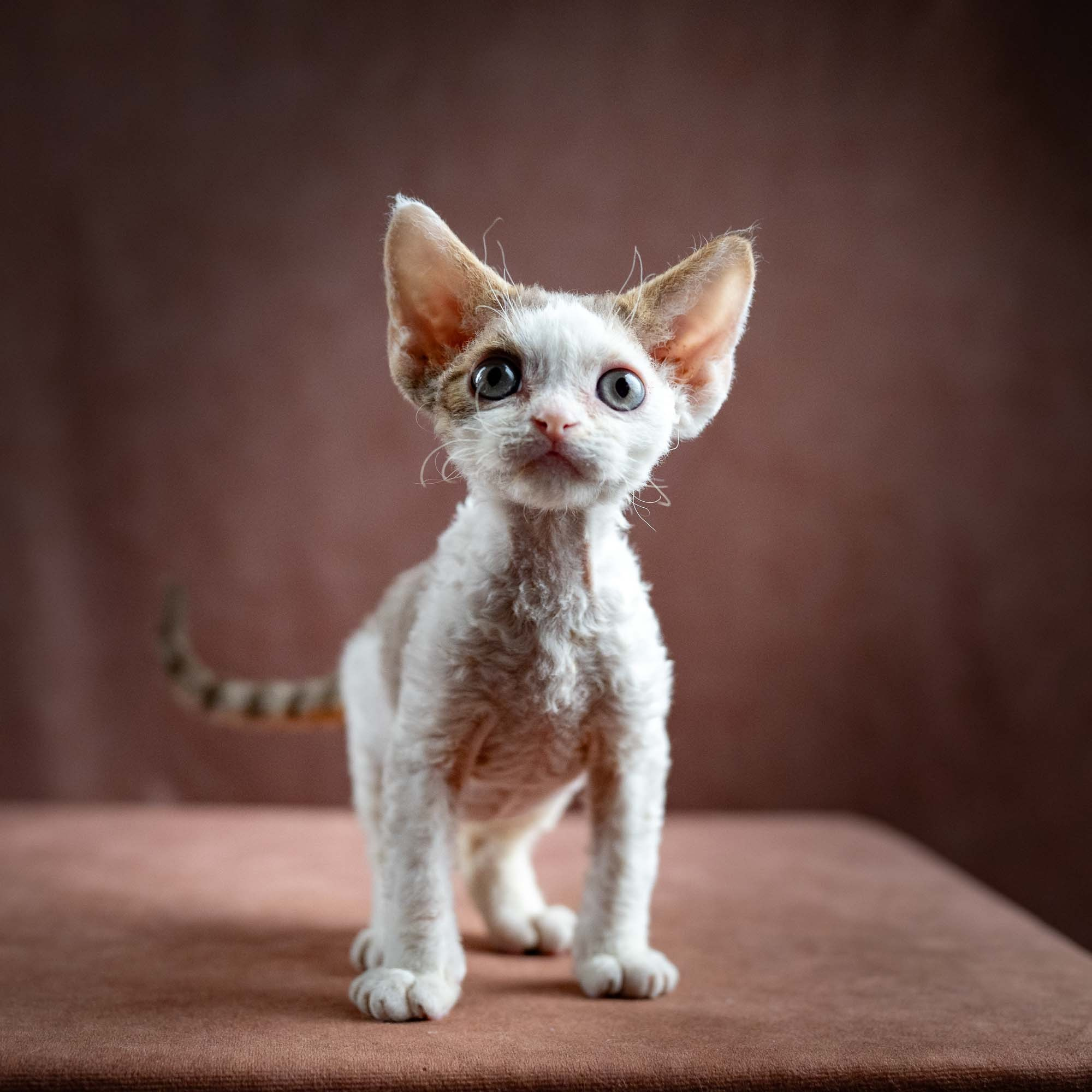 Hector,  boy, born 04.20.25. Devon Rex Pixie Cattery