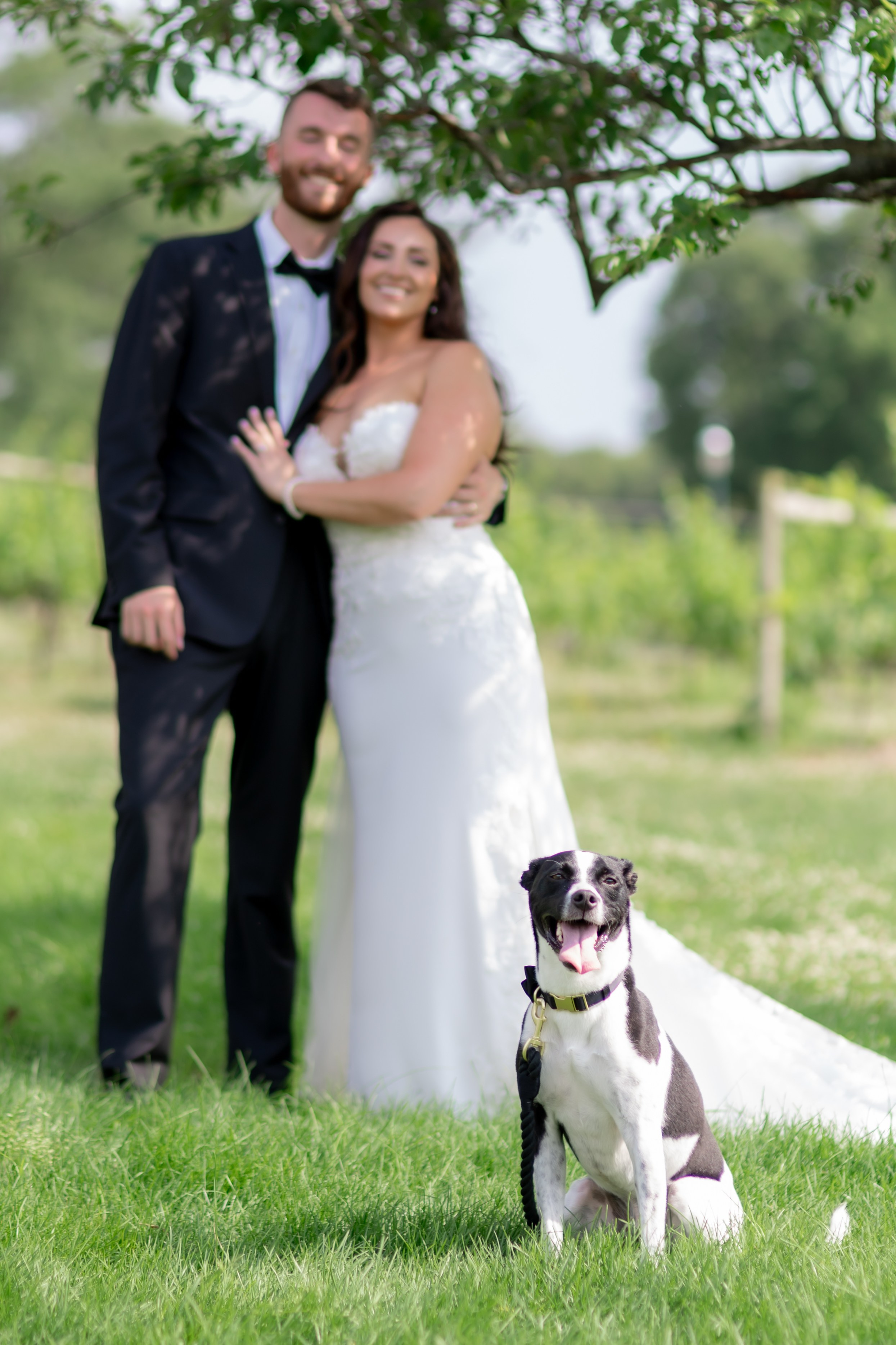 Angelica & Conor. Wedding Photo & Video