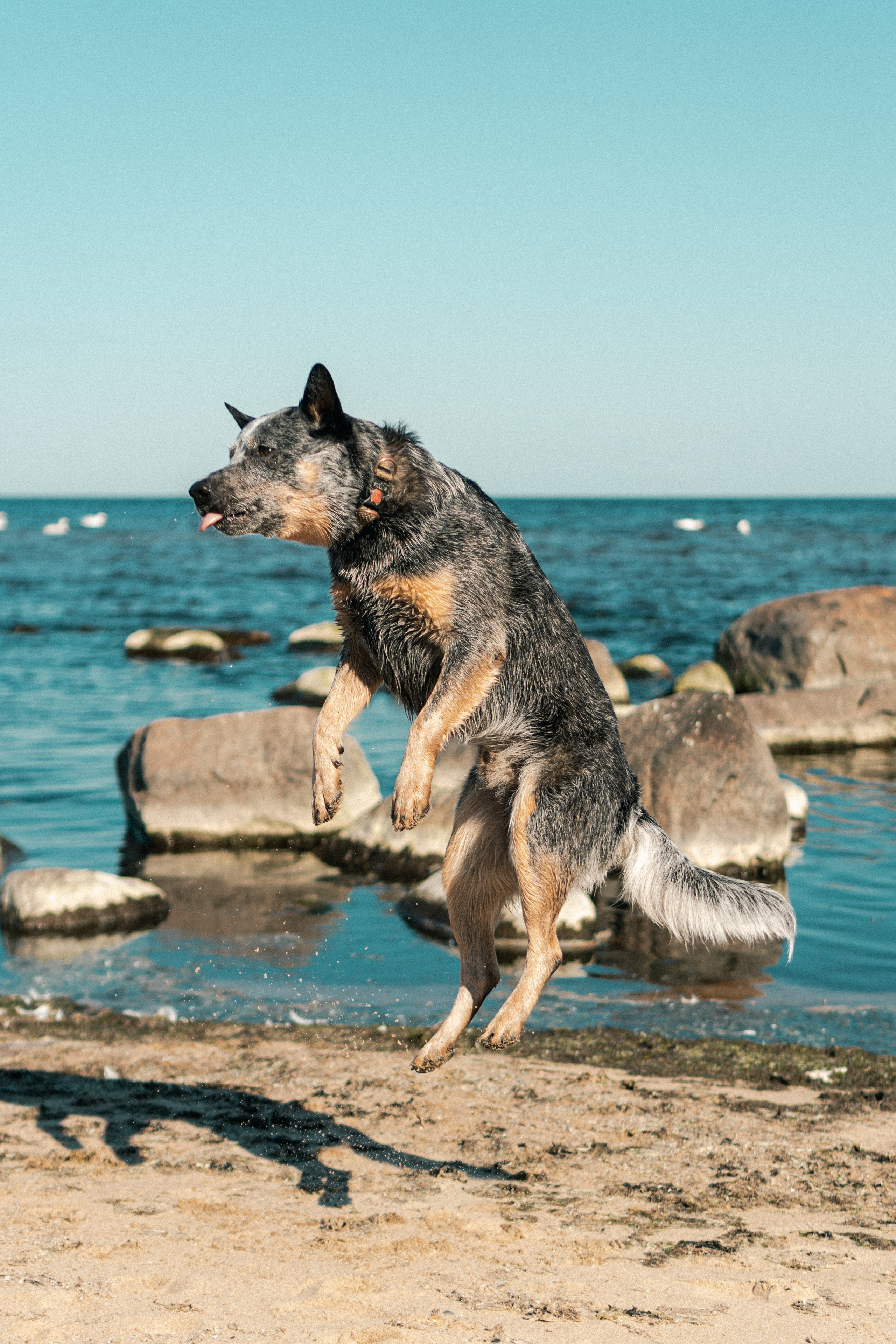 Oskar, Maria & Dmitrii. Kat Laisaar — Pet photographer in Tallinn