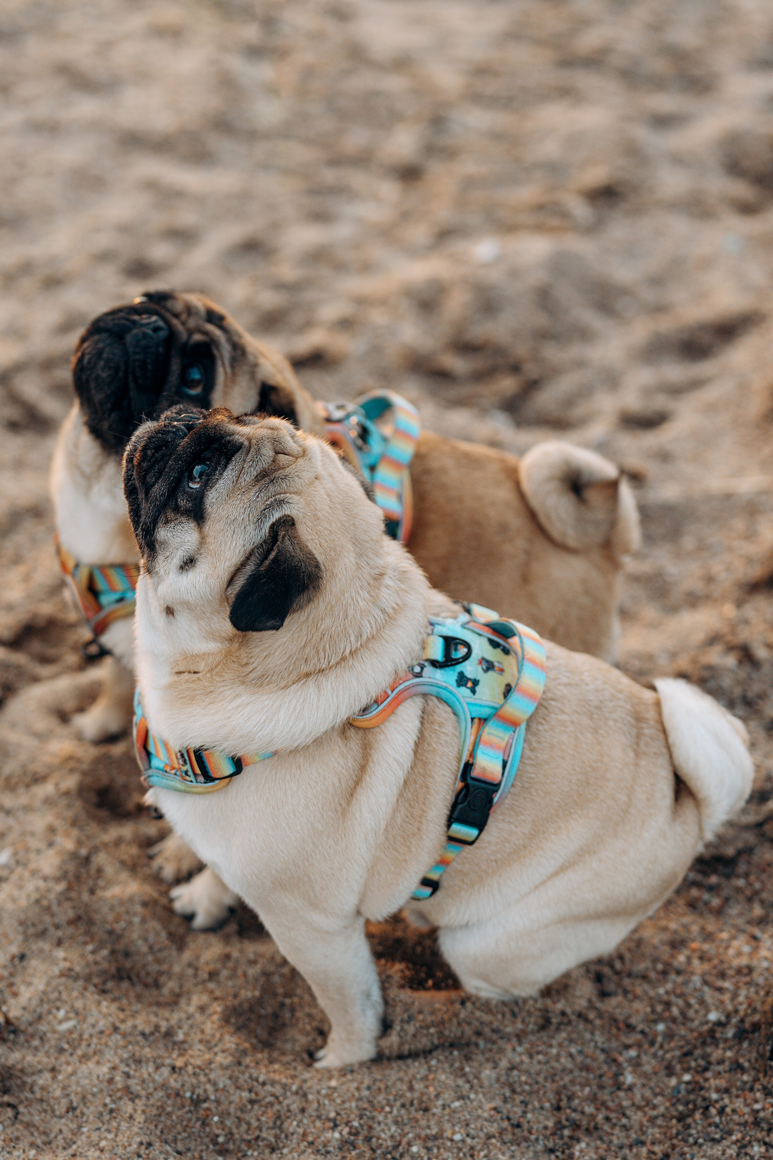 Frank, Tony, Katerina & Lev. Kat Laisaar — Pet photographer in Tallinn