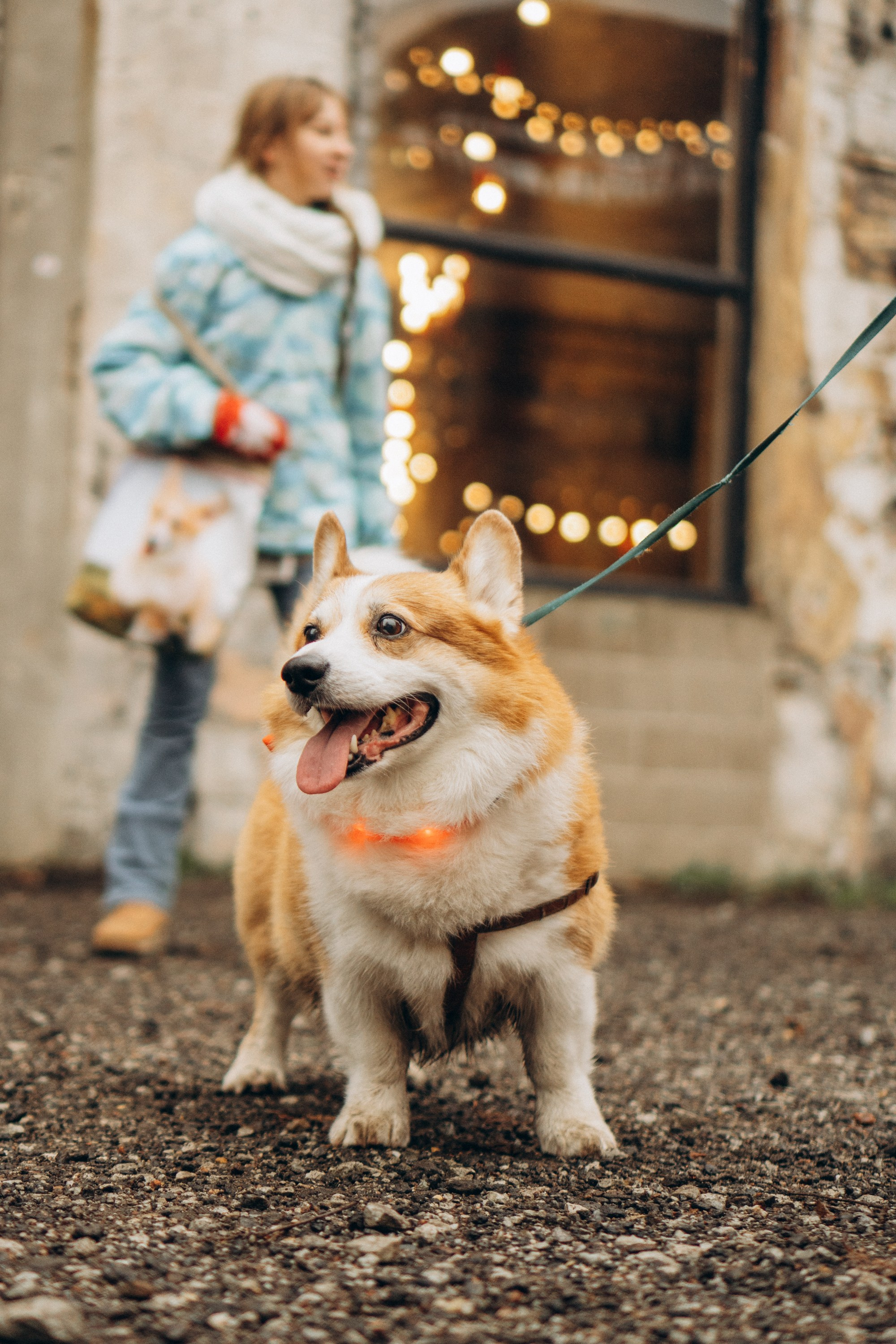 Corgi Fest, Christmas edition. Kat Laisaar — Pet photographer in Tallinn