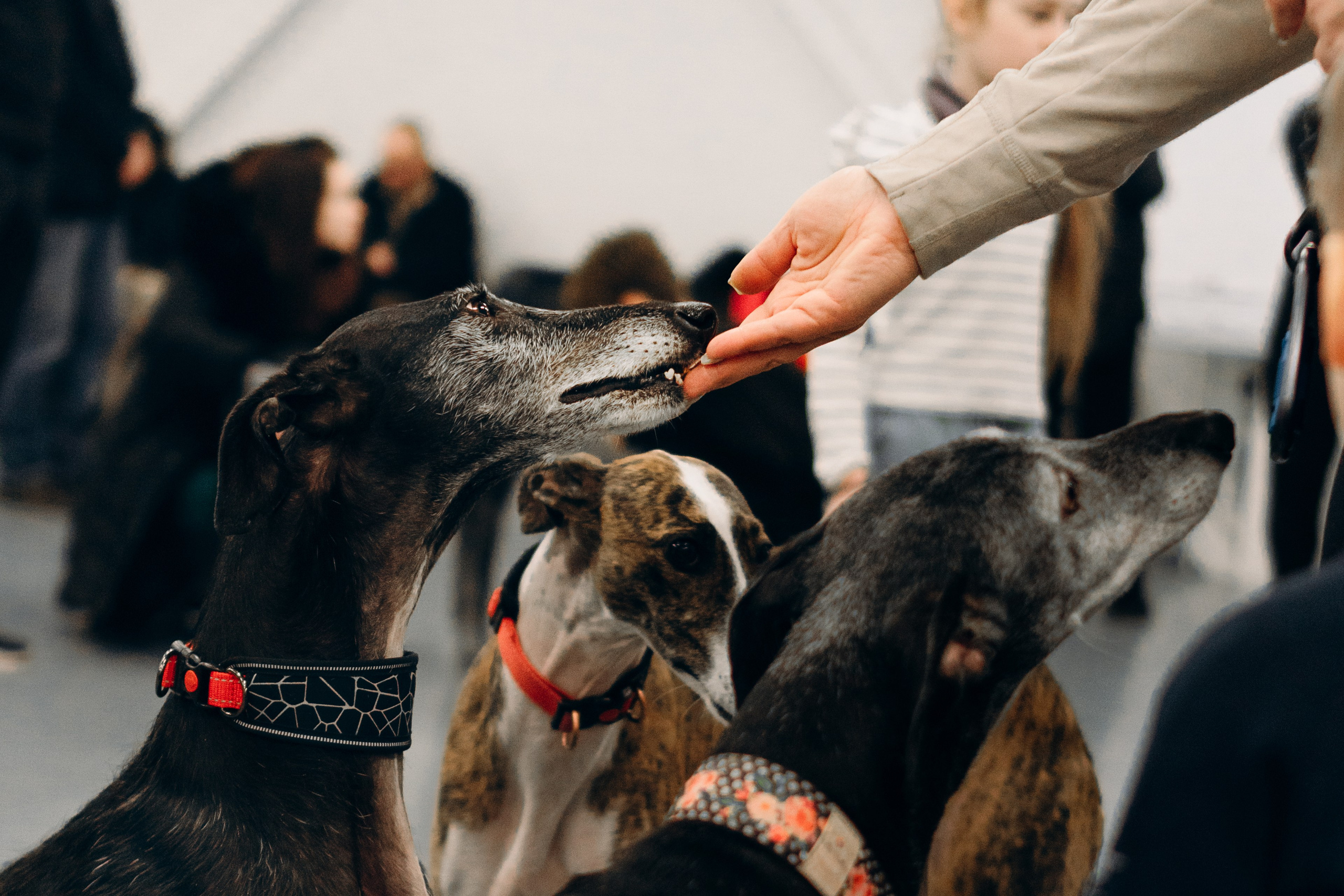 GalgoTreff / PetCity Rannamõisa, 13 apr. 2025. Kat Laisaar — Pet photographer in Tallinn