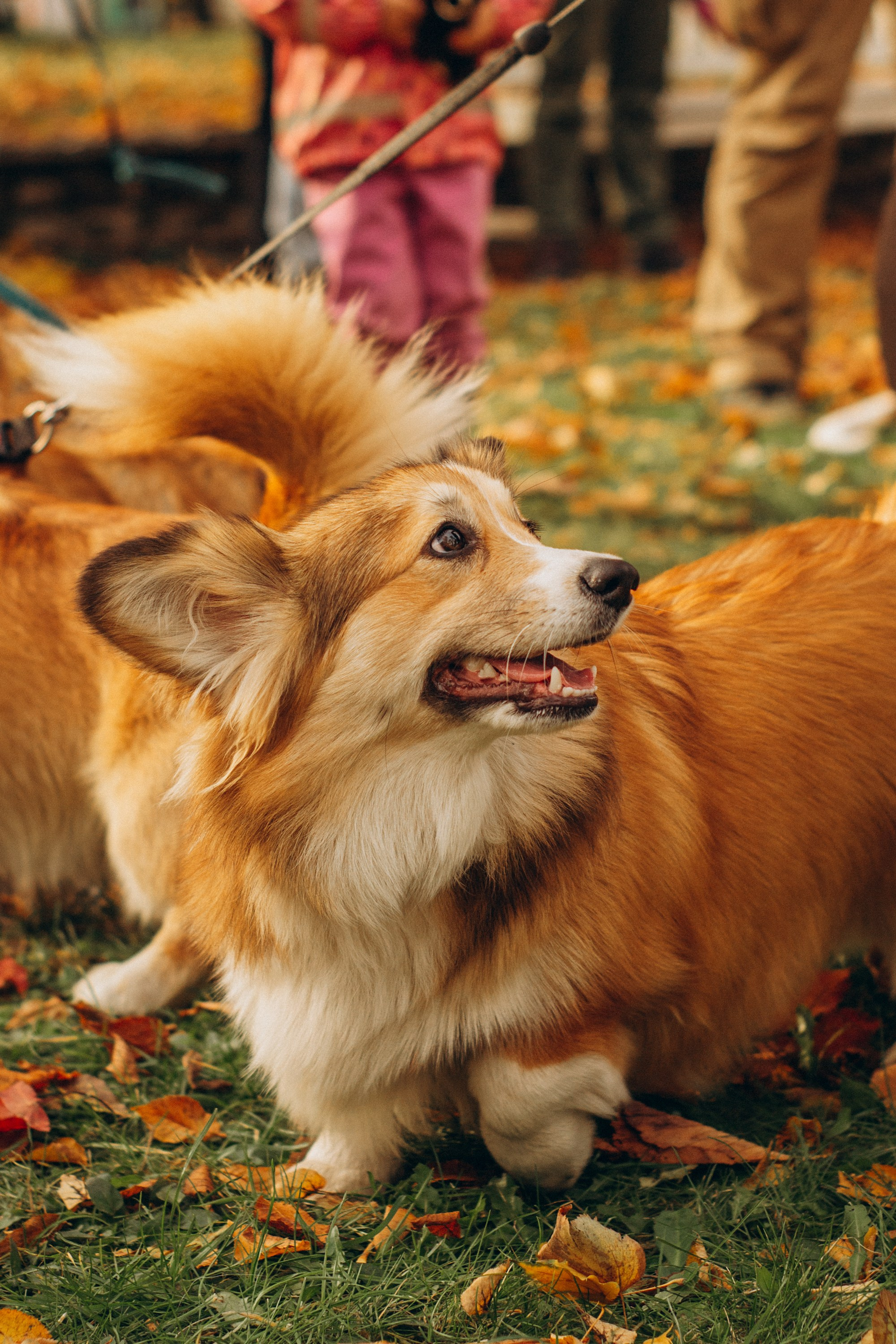 Corgi party, october. Kat Laisaar — Pet photographer in Tallinn