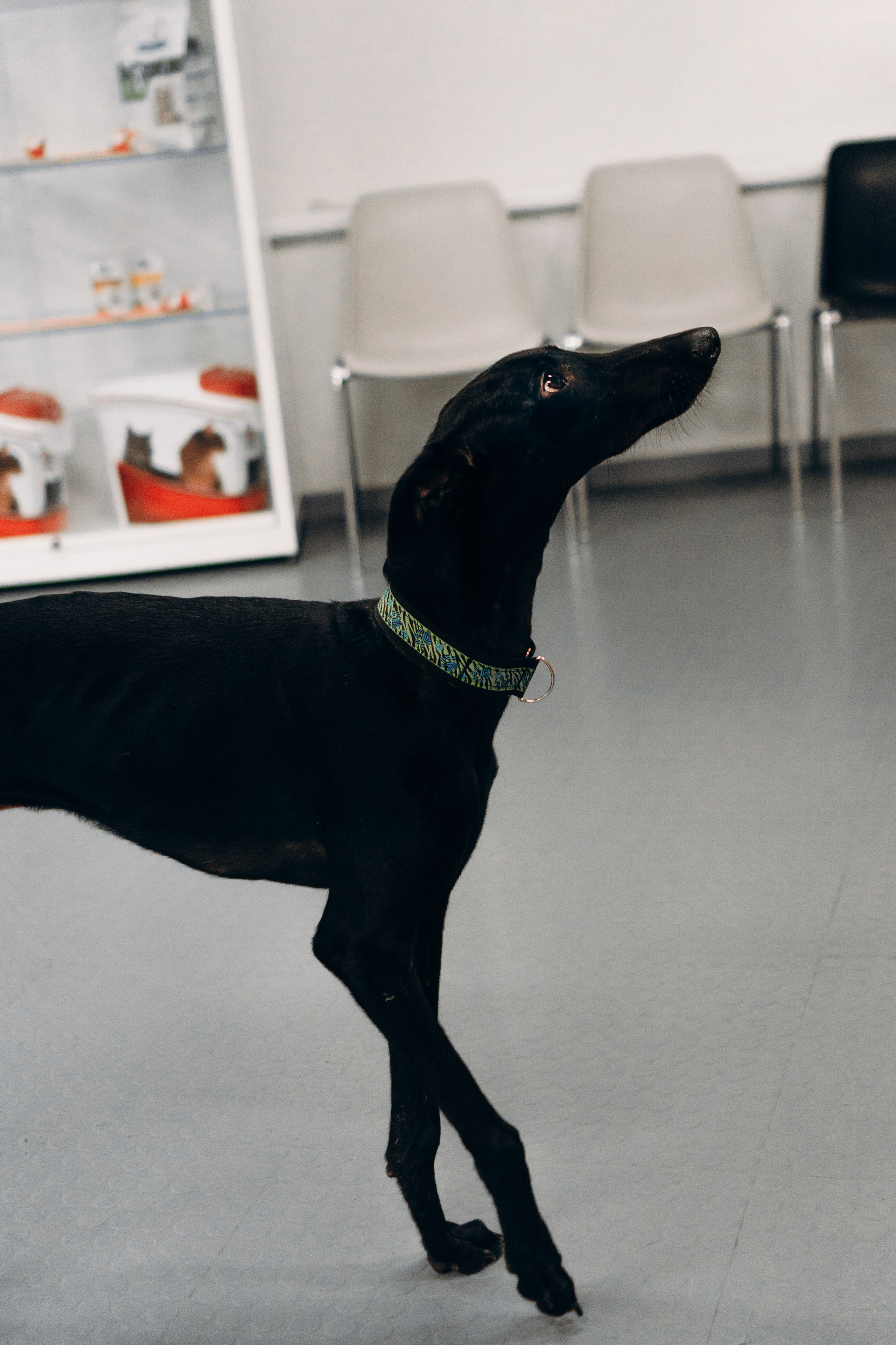 Galgotreff, 9 feb. 2025. Kat Laisaar — Pet photographer in Tallinn