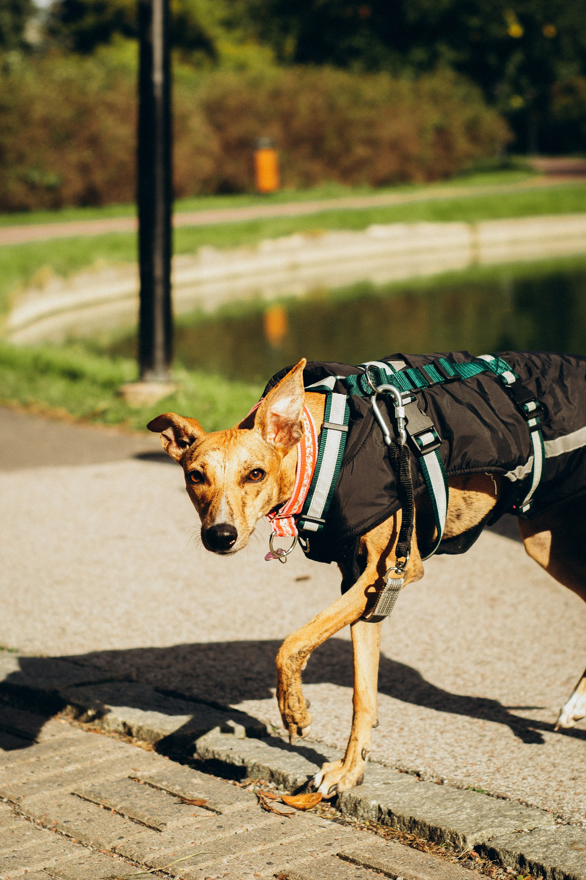 Dog Street Photography in Estonia. Kat Laisaar — Pet photographer in Tallinn