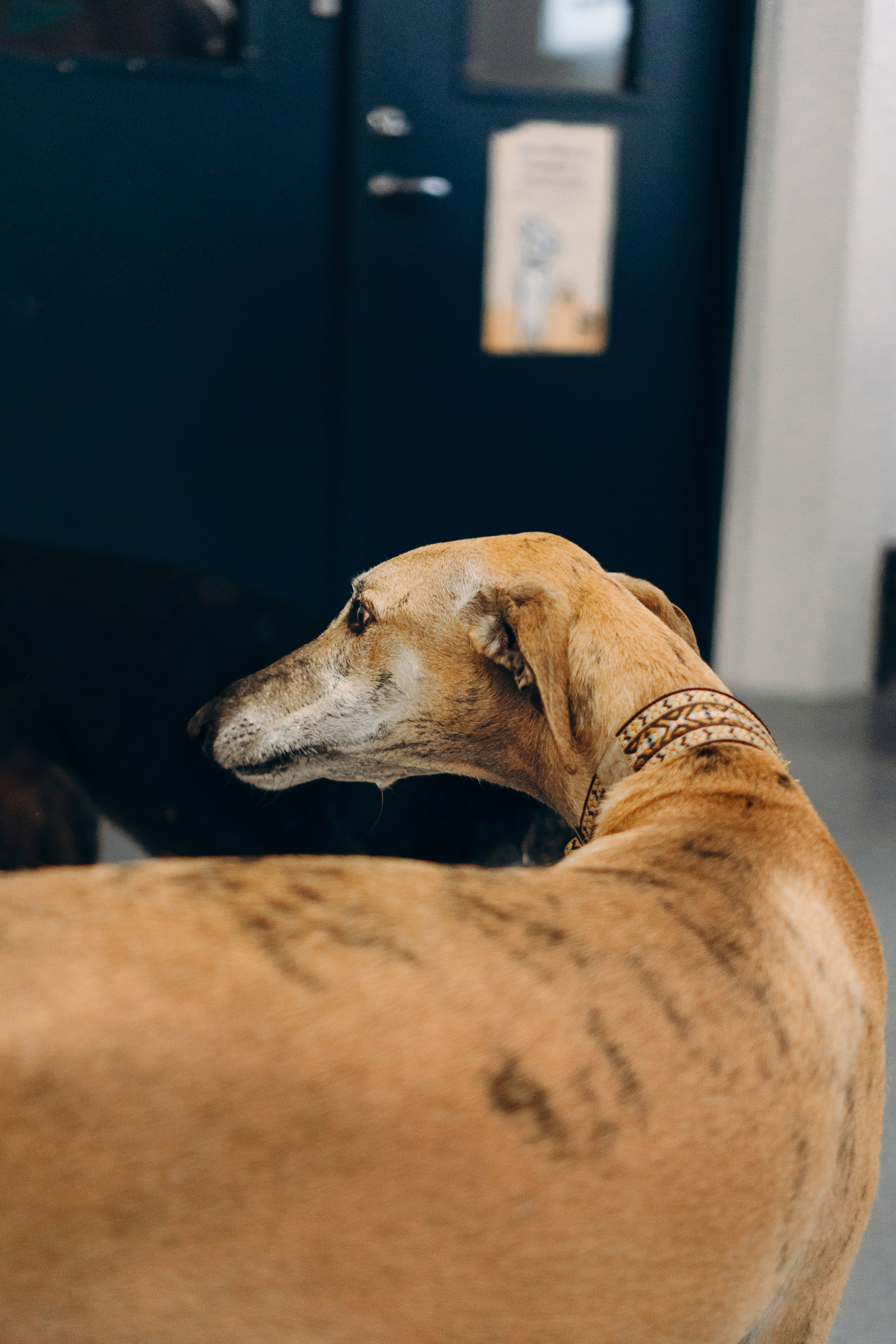 GalgoTreff / PetCity Rannamõisa, 13 apr. 2025. Kat Laisaar — Pet photographer in Tallinn