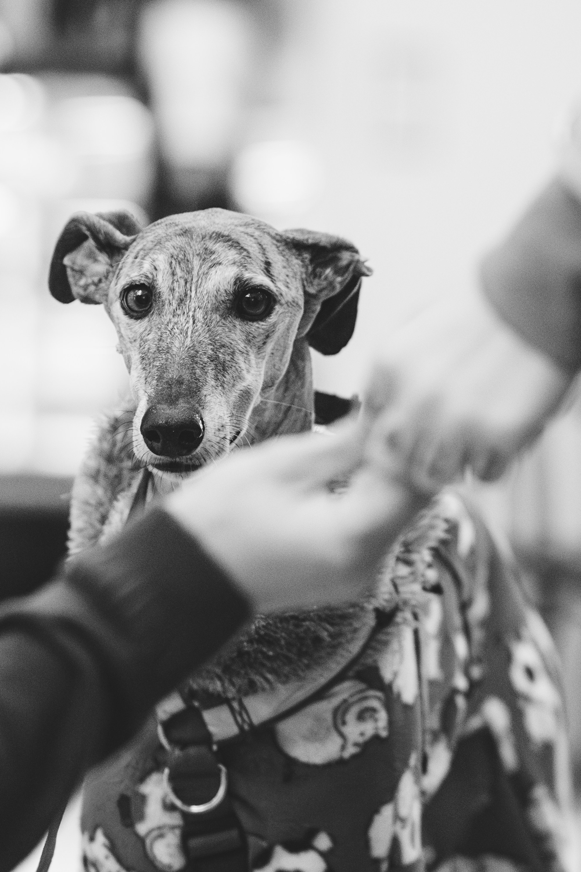 GalgoTreff / Solaris keskus 16 november. Kat Laisaar — Pet photographer in Tallinn