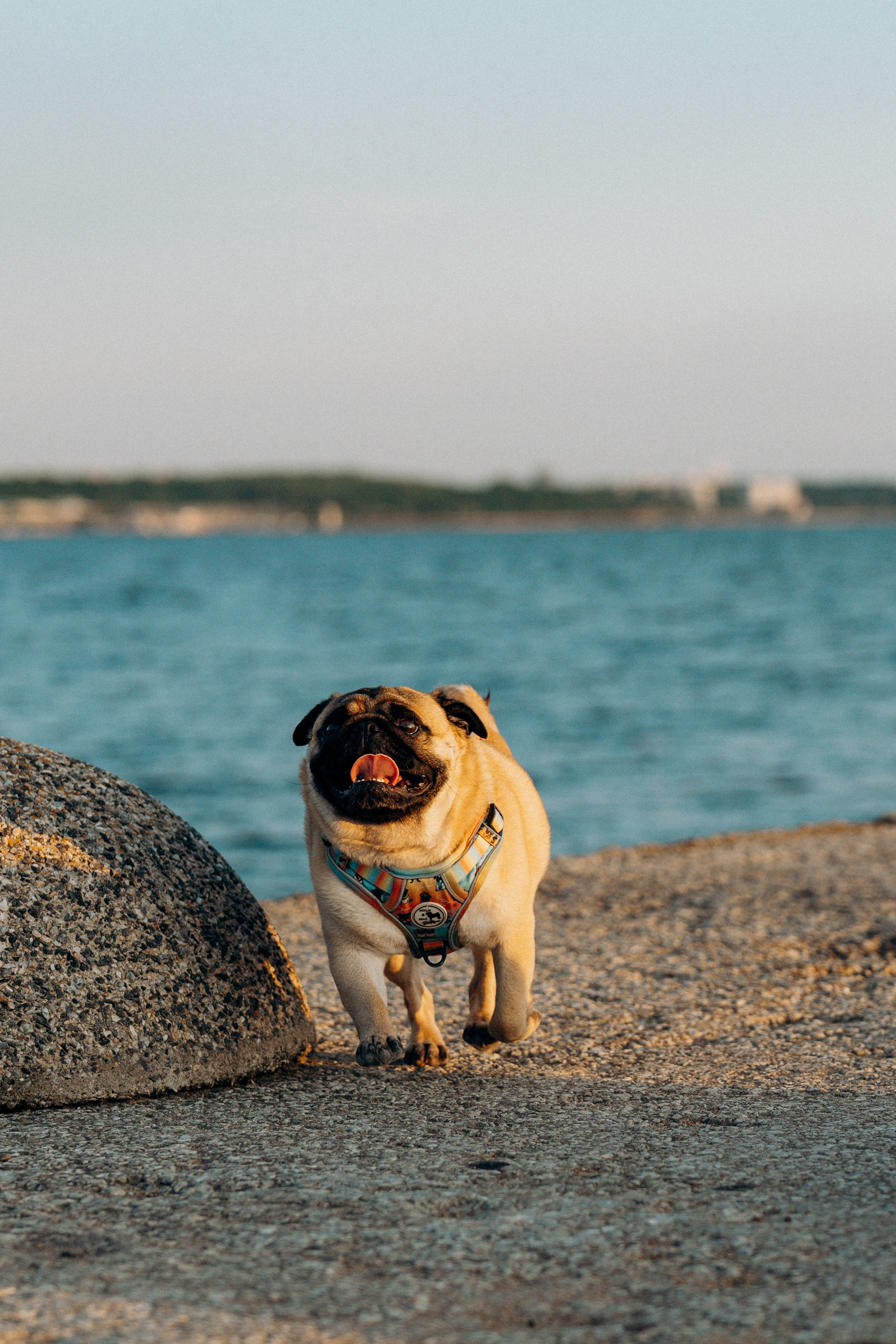 Frank, Tony, Katerina & Lev. Kat Laisaar — Pet photographer in Tallinn