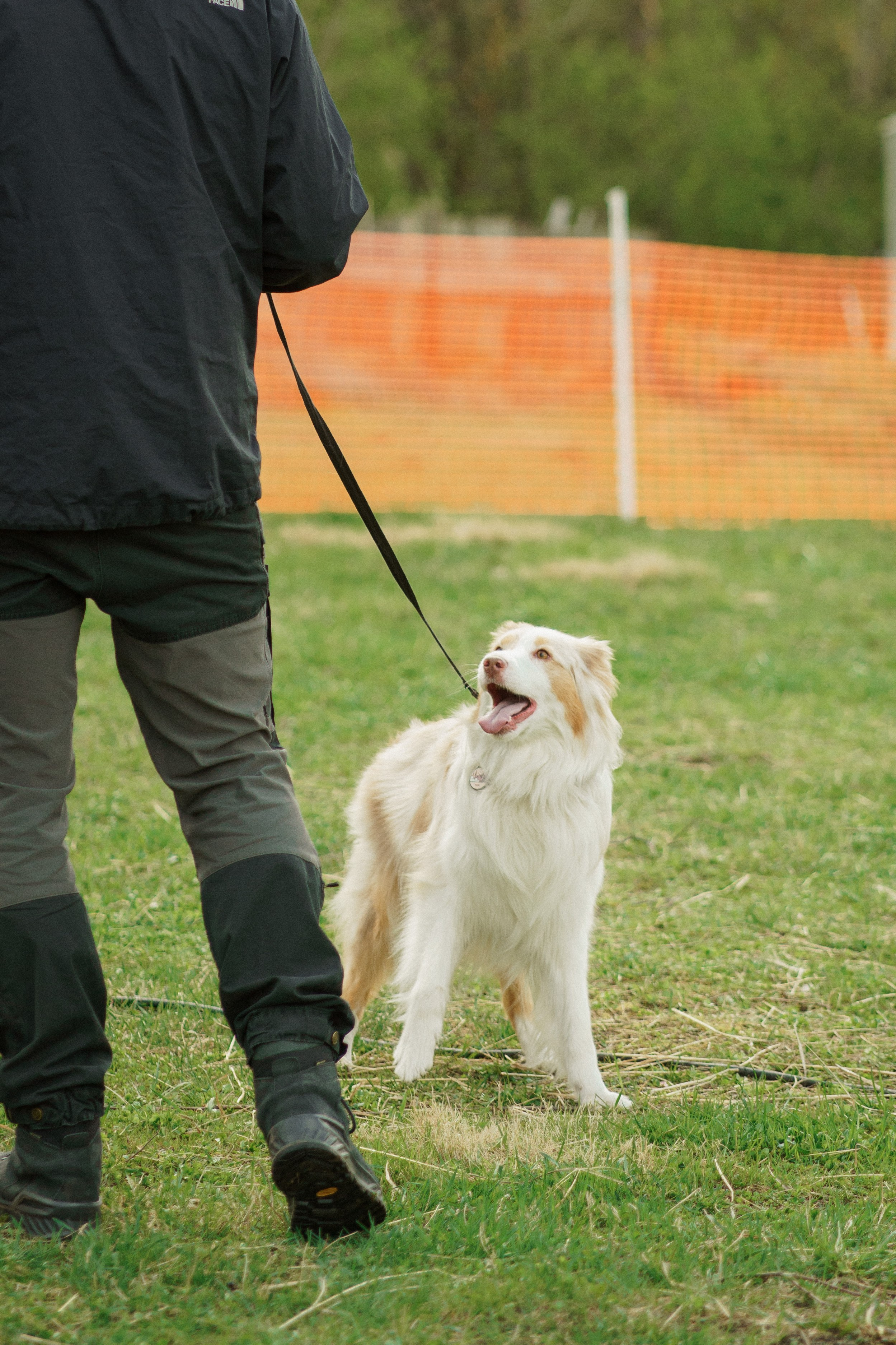Herding Days, 26 apr. 2025. Kat Laisaar — Pet photographer in Tallinn