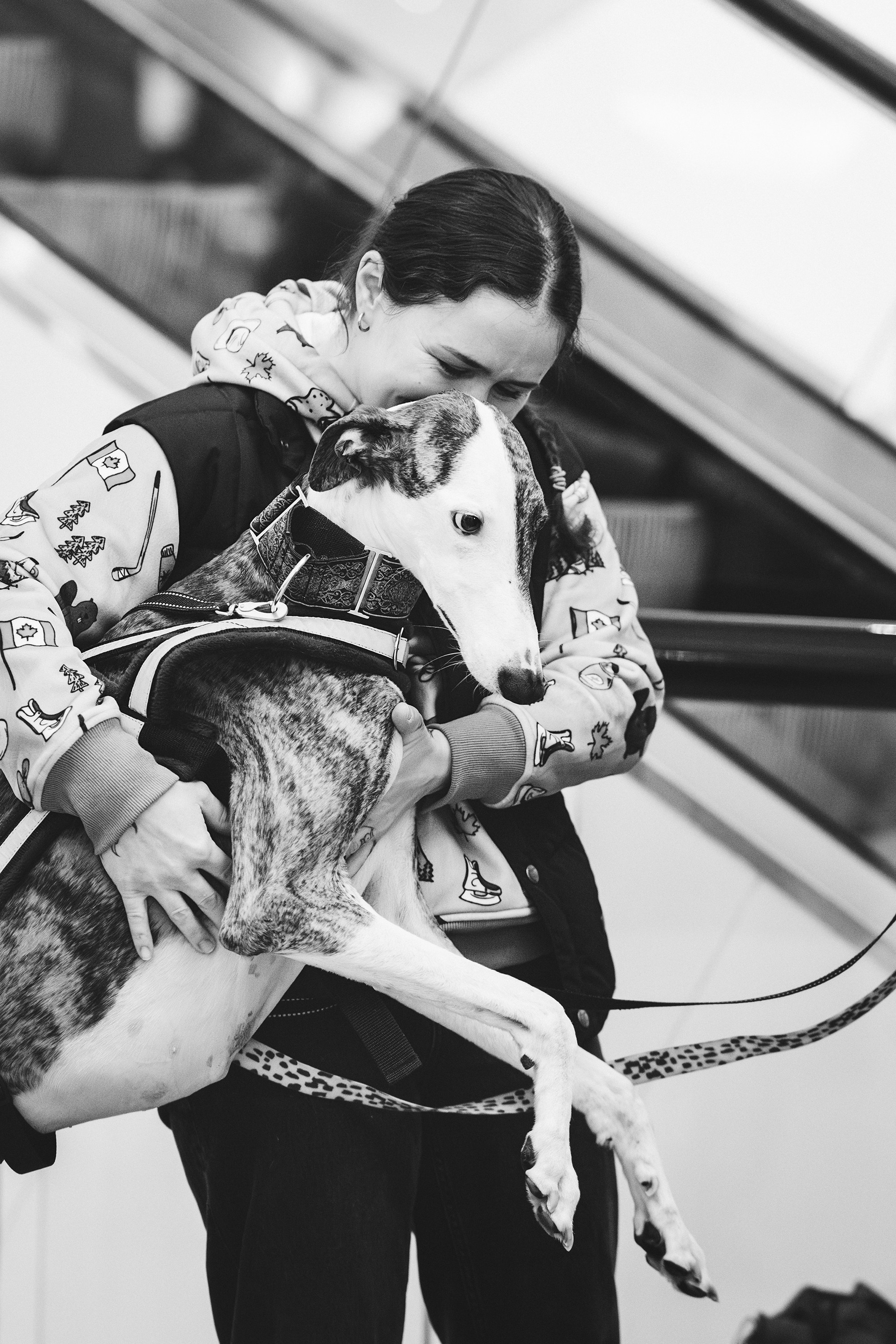 GalgoTreff / Solaris keskus 16 november. Kat Laisaar — Pet photographer in Tallinn