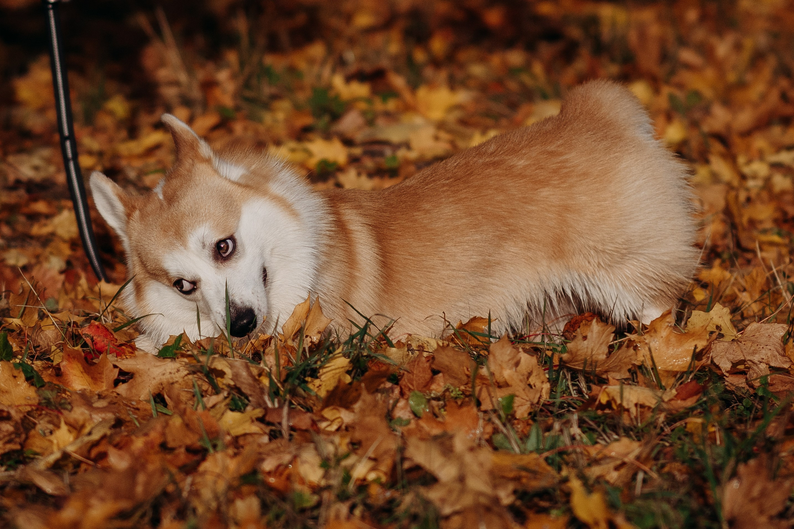 Liisa, Alexander & Marsel. Фотограф-анималист в Таллинне, Катя Лайсаар