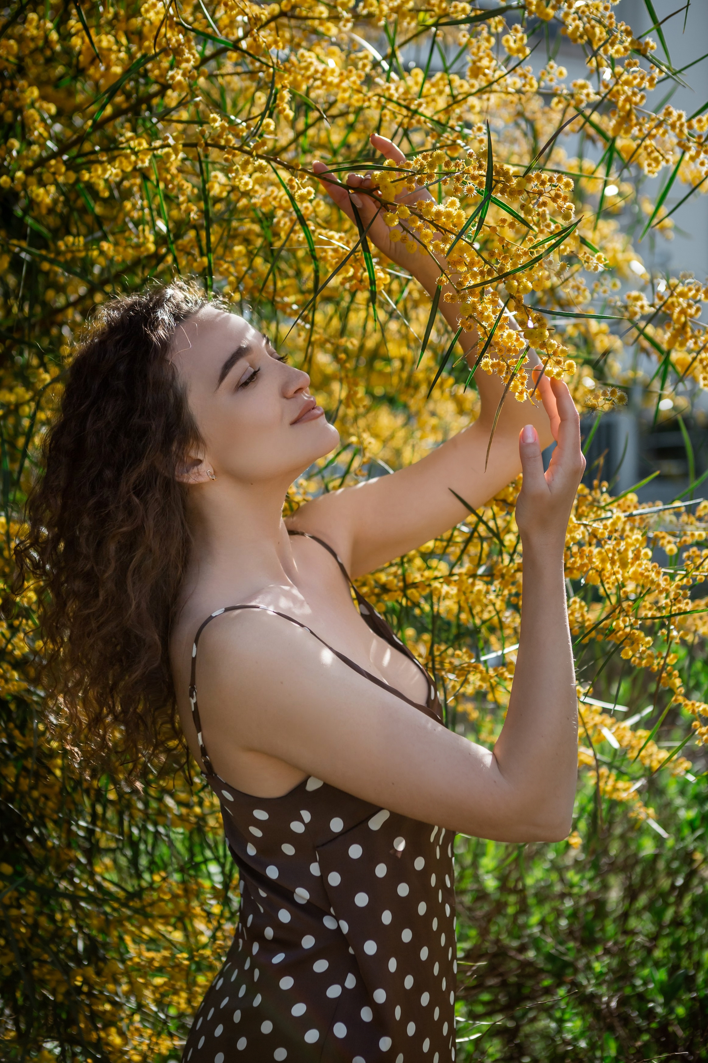 Мимоза. Фотограф в Анталии, Кемере и Белеке