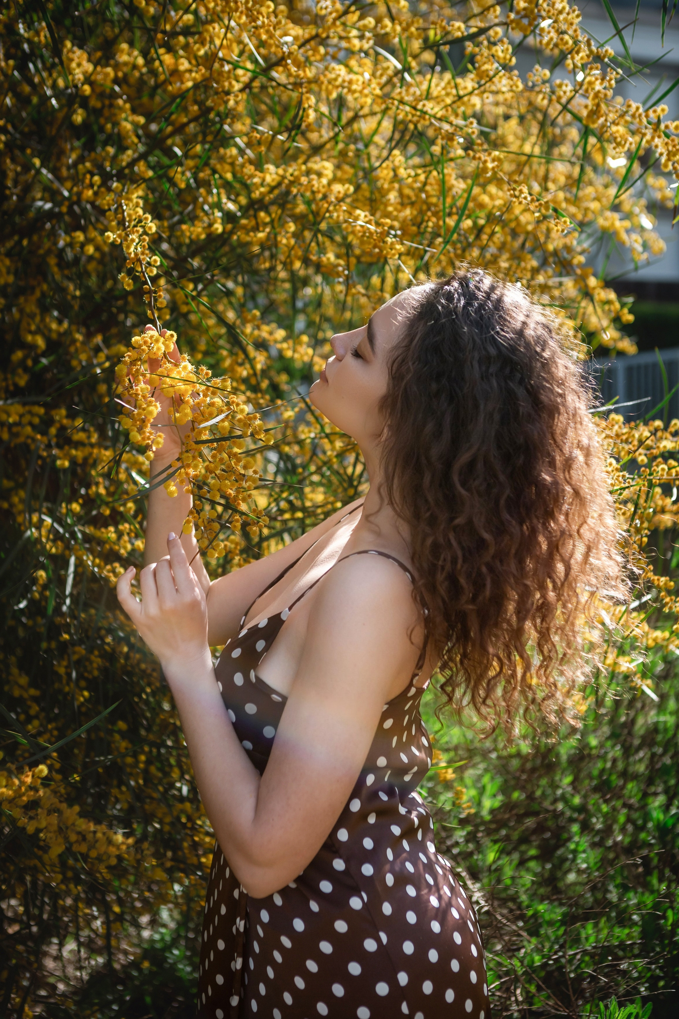 Мимоза. Фотограф в Анталии, Кемере и Белеке