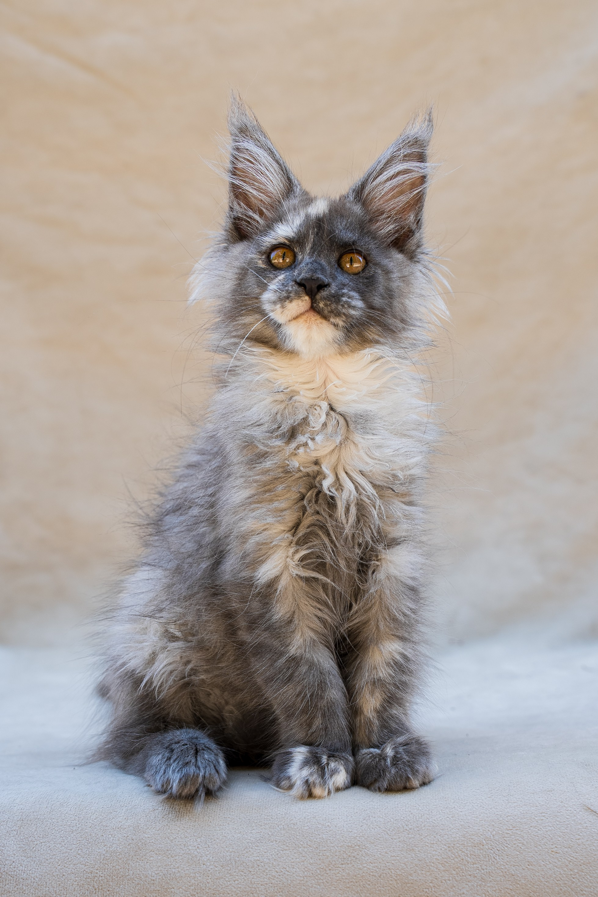 Senator Melody. Senator Cat — Maine Coon cattery