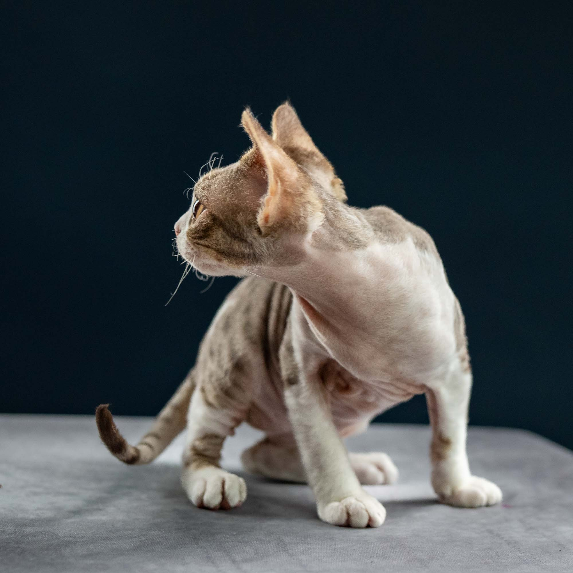 Hugo, boy, born 04.20.25. Devon Rex Pixie Cattery