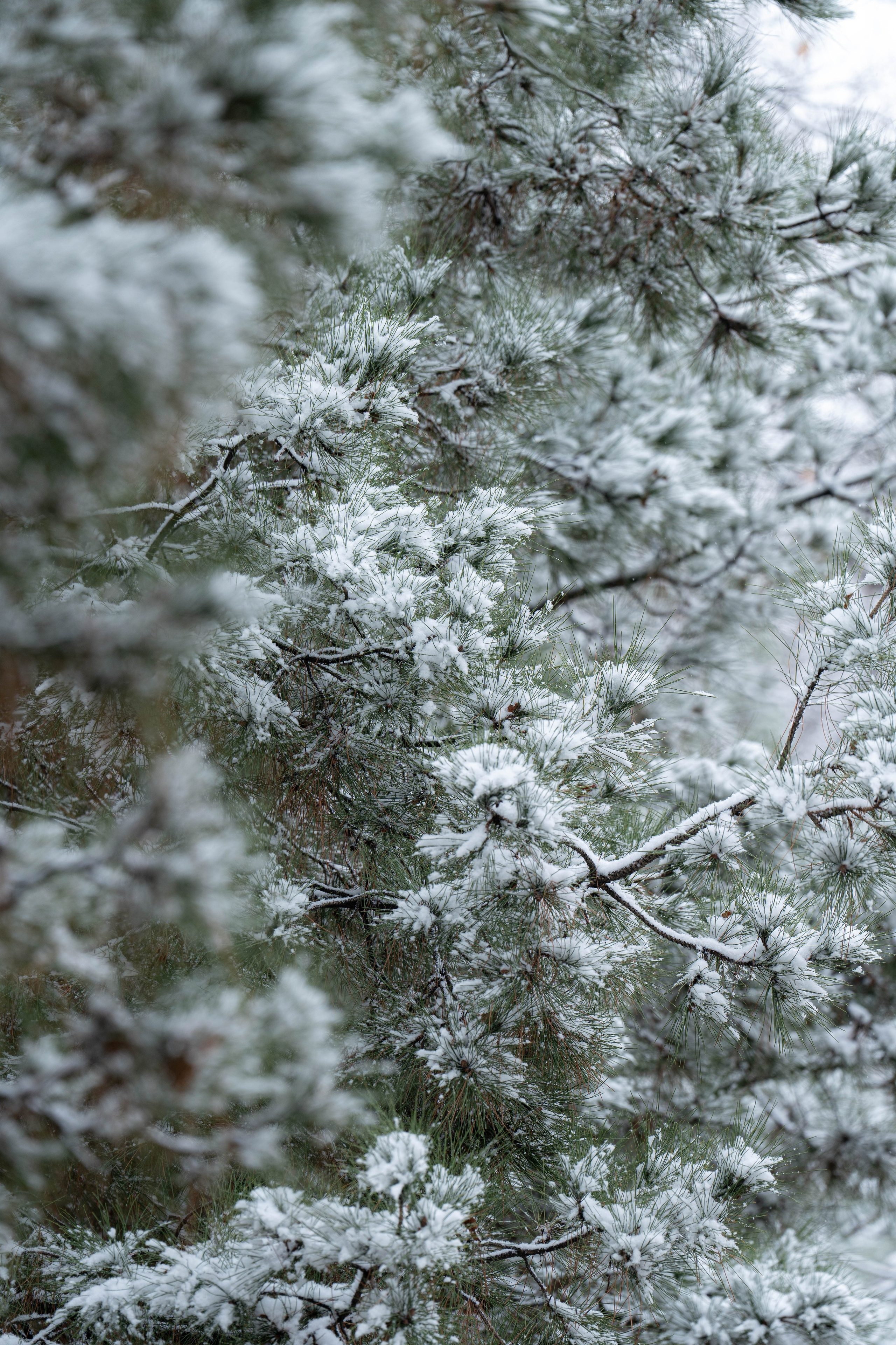 Первый снег в 2024 году. Георгий Намазов | Фотограф в Ташкенте
