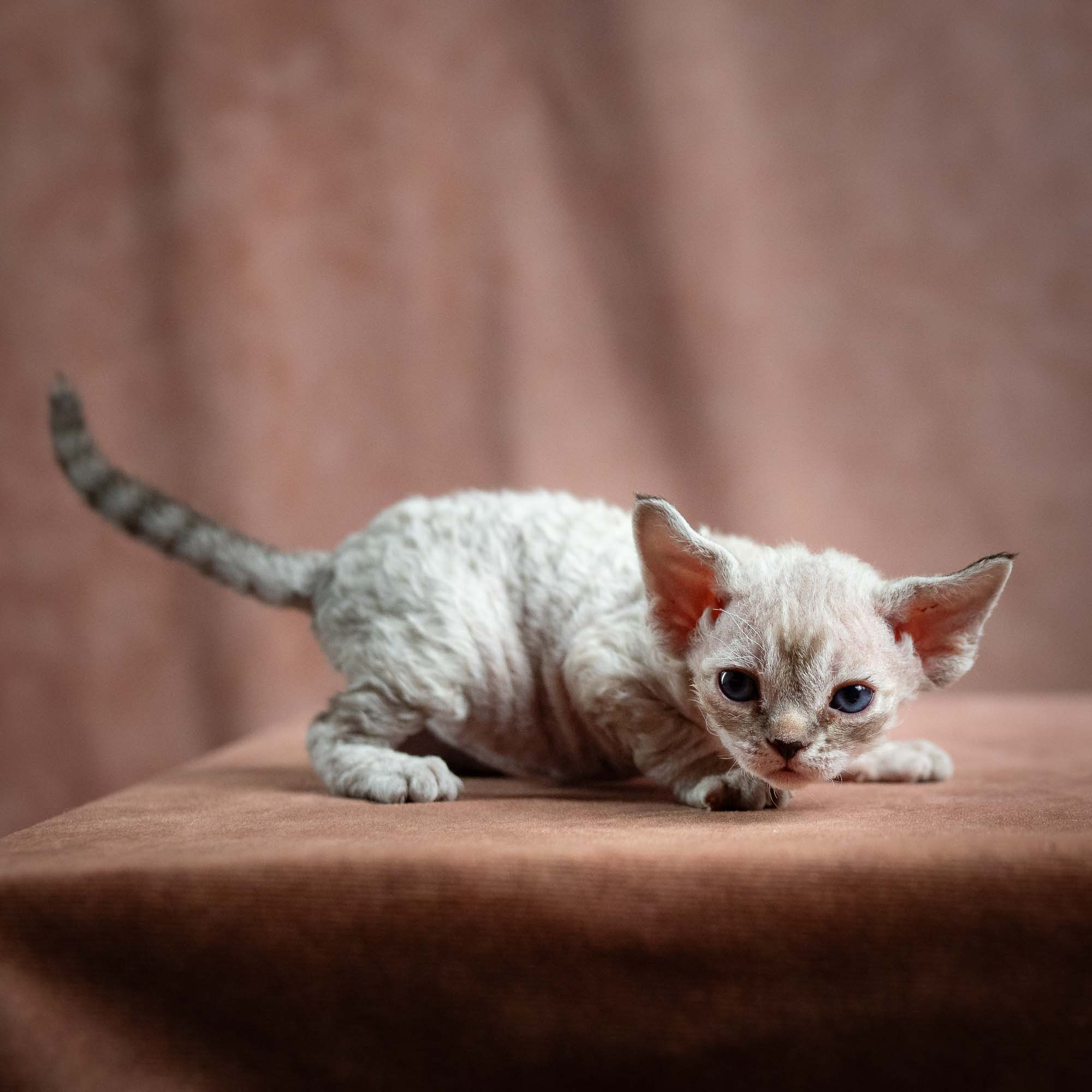 Nellie, girl, born 01.17.26. Devon Rex Pixie Cattery