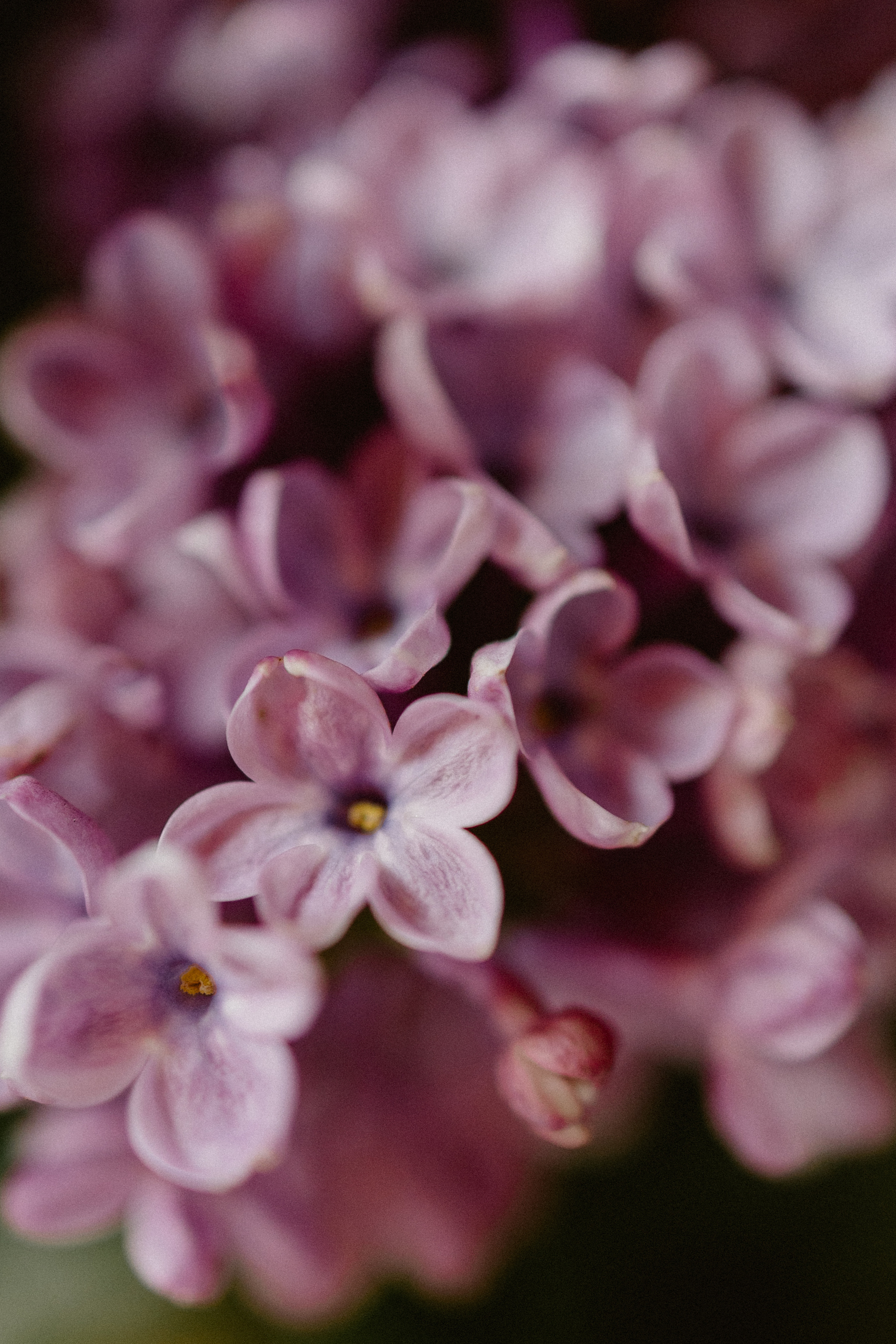 Muthoni & Christoffer. Photographer Anna Nazarenko