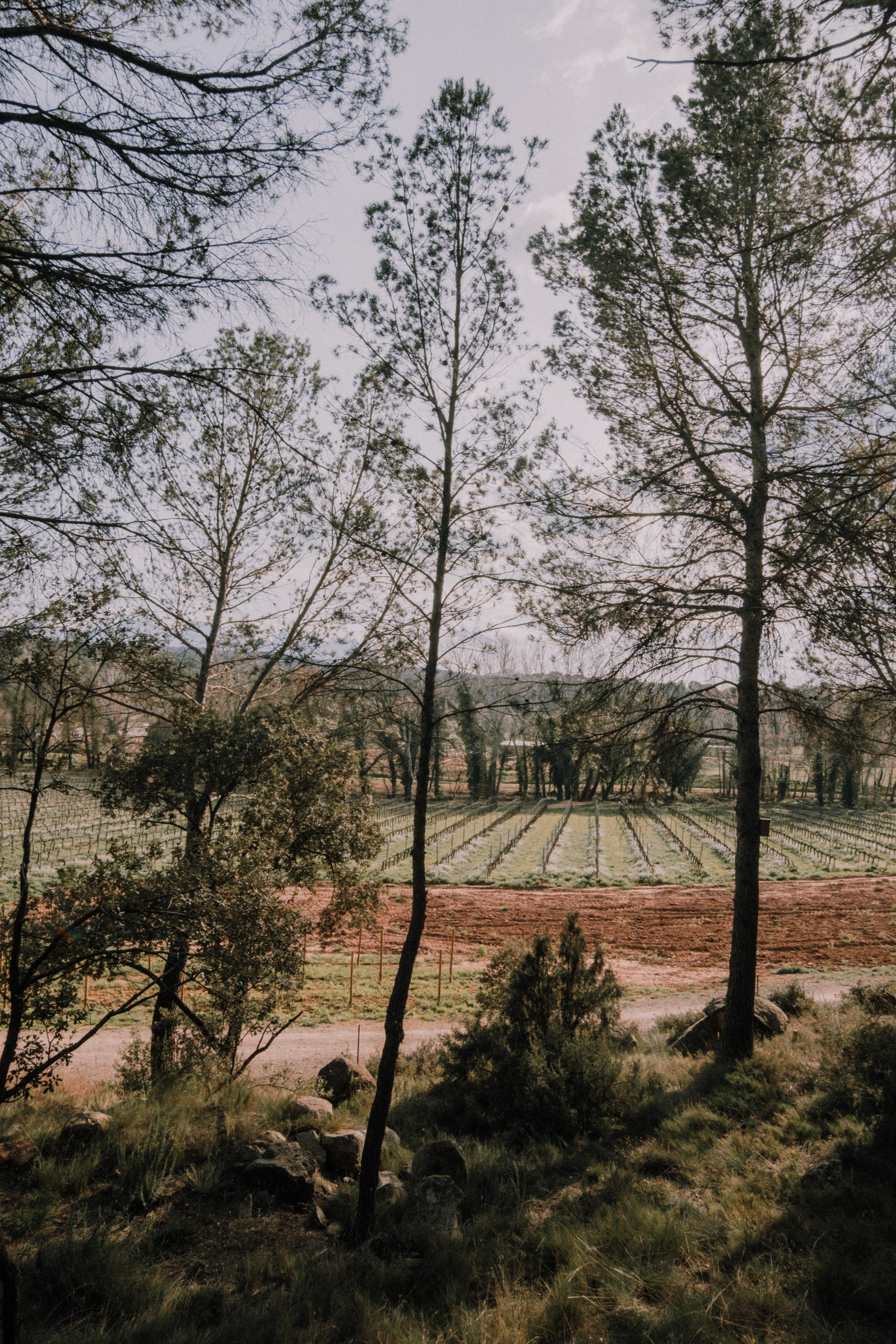 Sesión familiar en el bosque. Fotografía profesional en Calafell - Elena Medvedeva