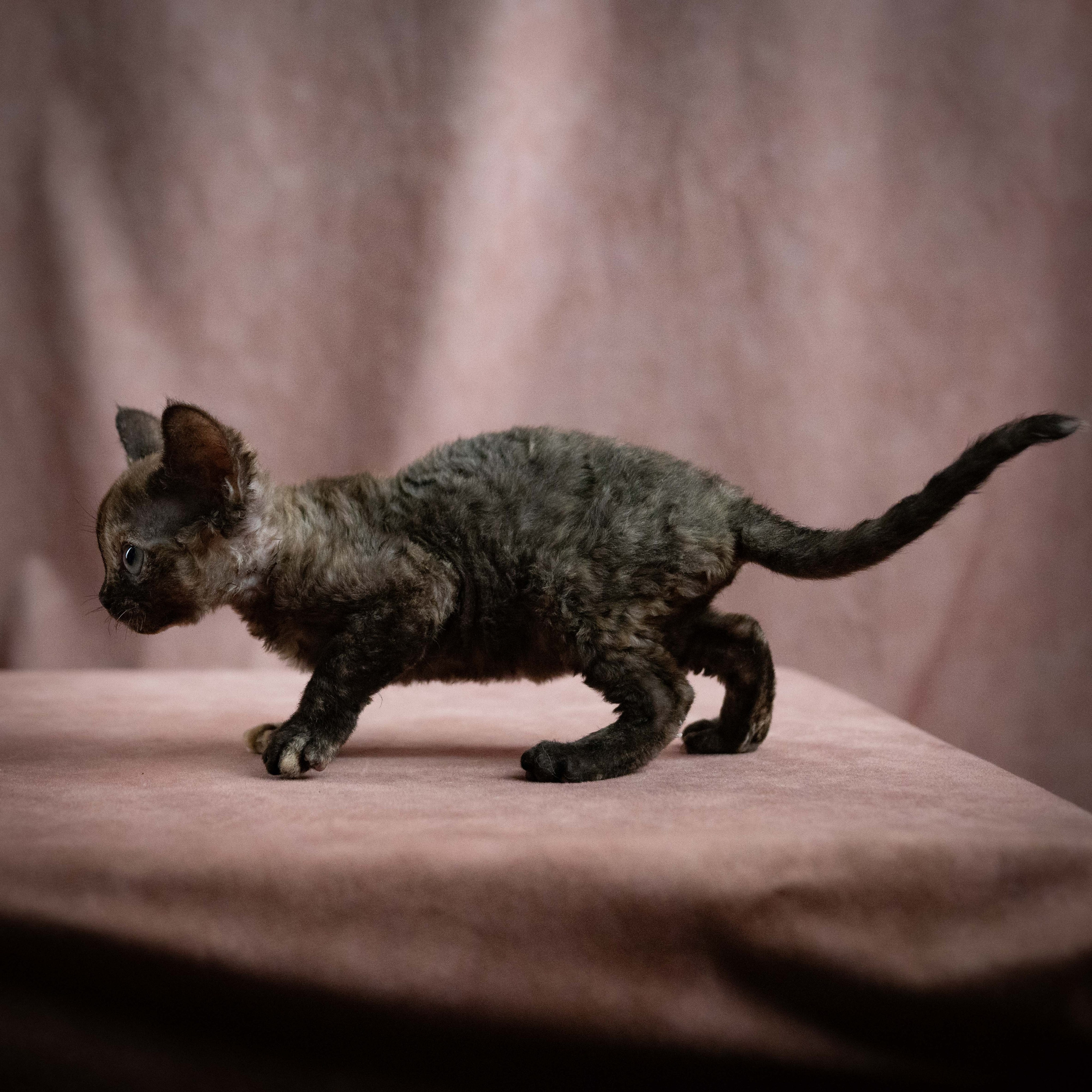 Mocha, girl, born 01.15.26. Devon Rex Pixie Cattery