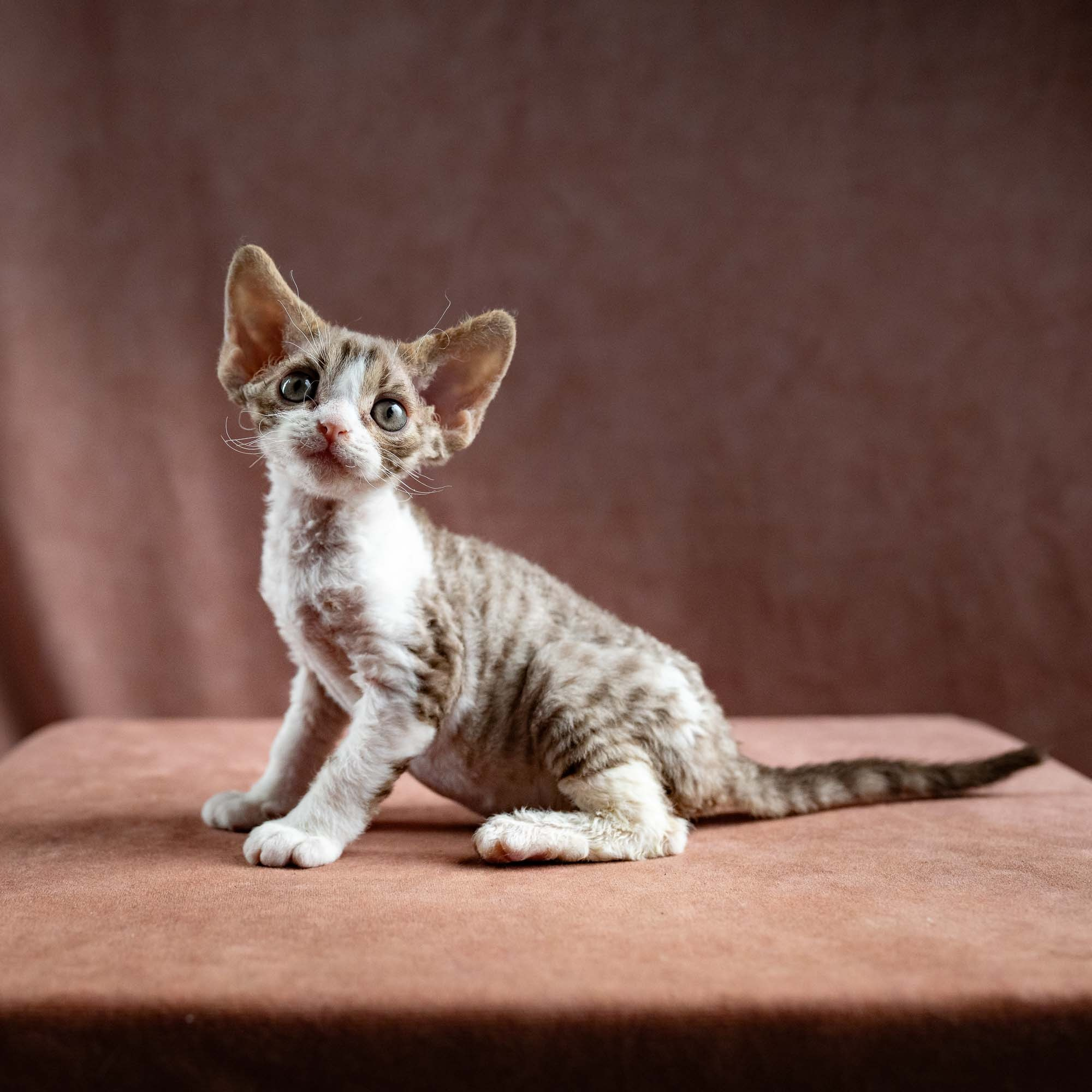 Hugo, boy, born 04.20.25. Devon Rex Pixie Cattery