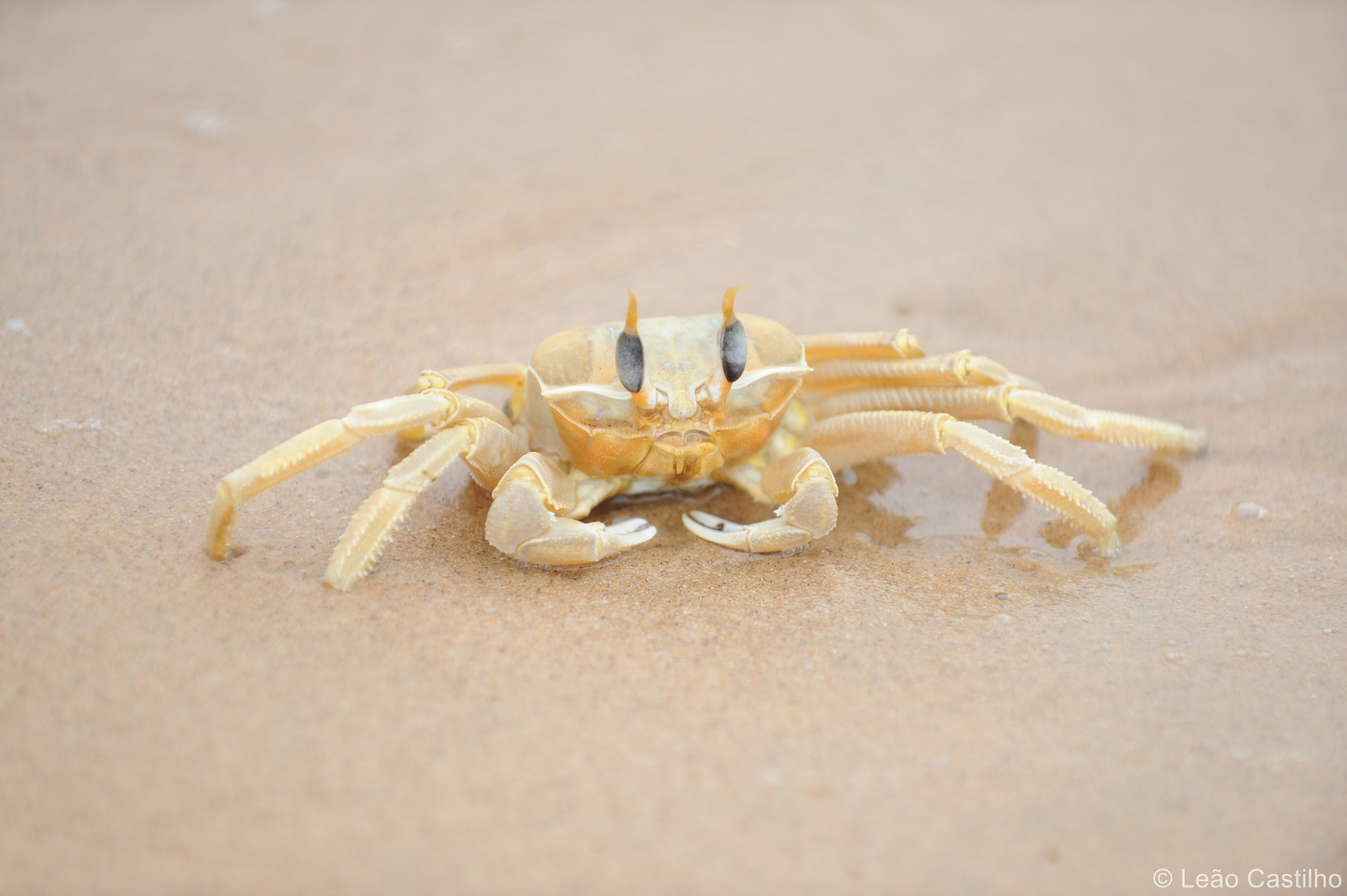 Photos of animals. Simbahalu