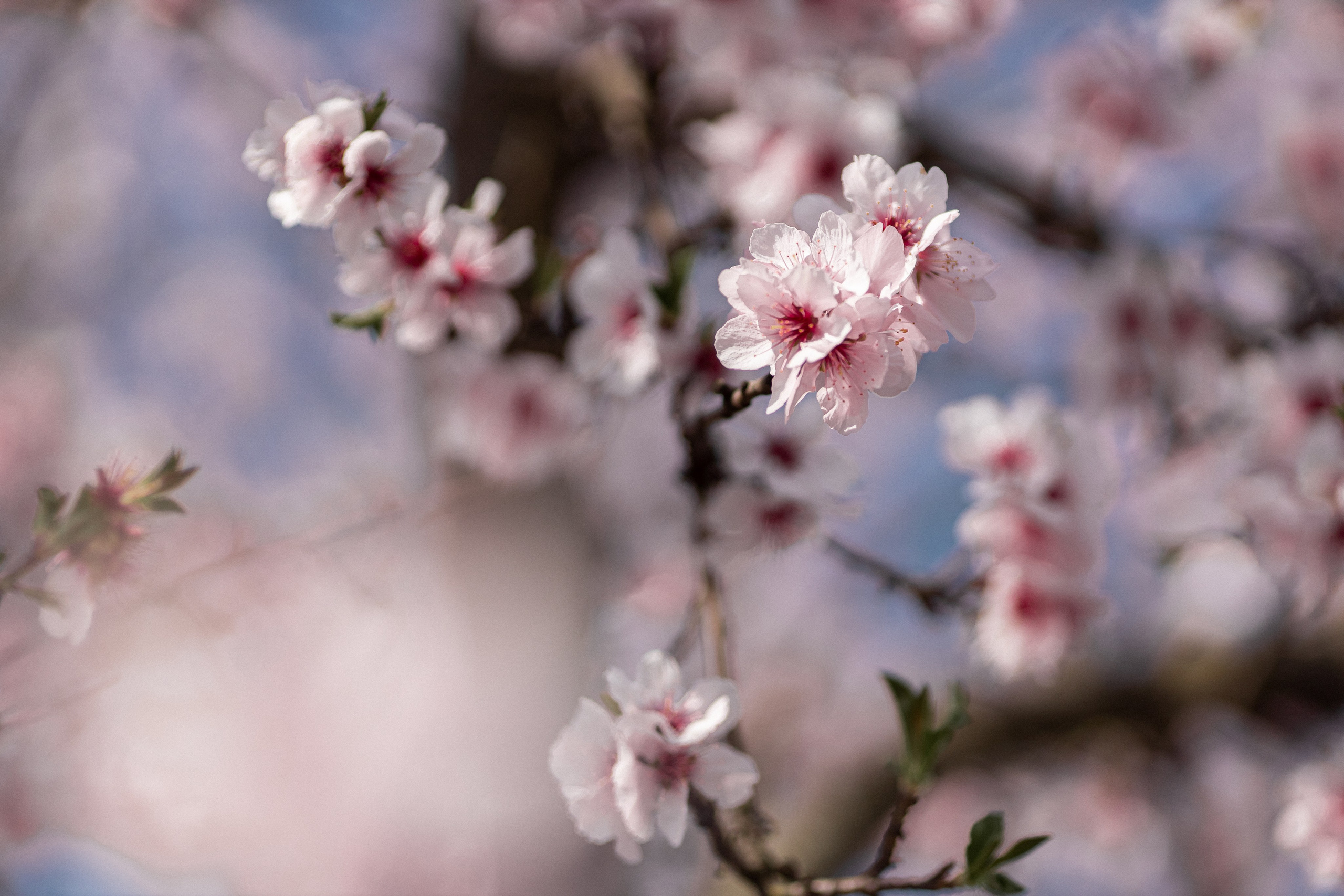 Цветущий миндаль в Пфальце. Фотограф в Германии — Мария Чистякова