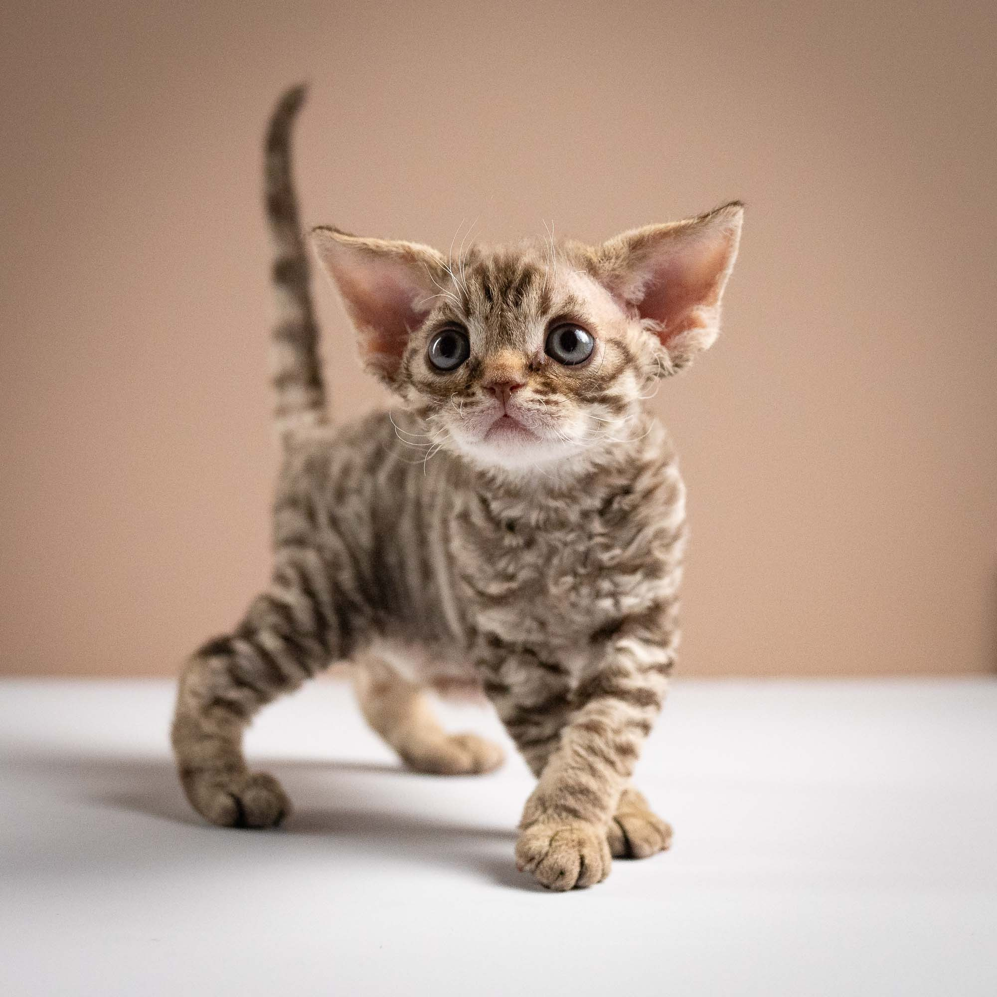 Ostap, boy, born 02.08.26. Devon Rex Pixie Cattery