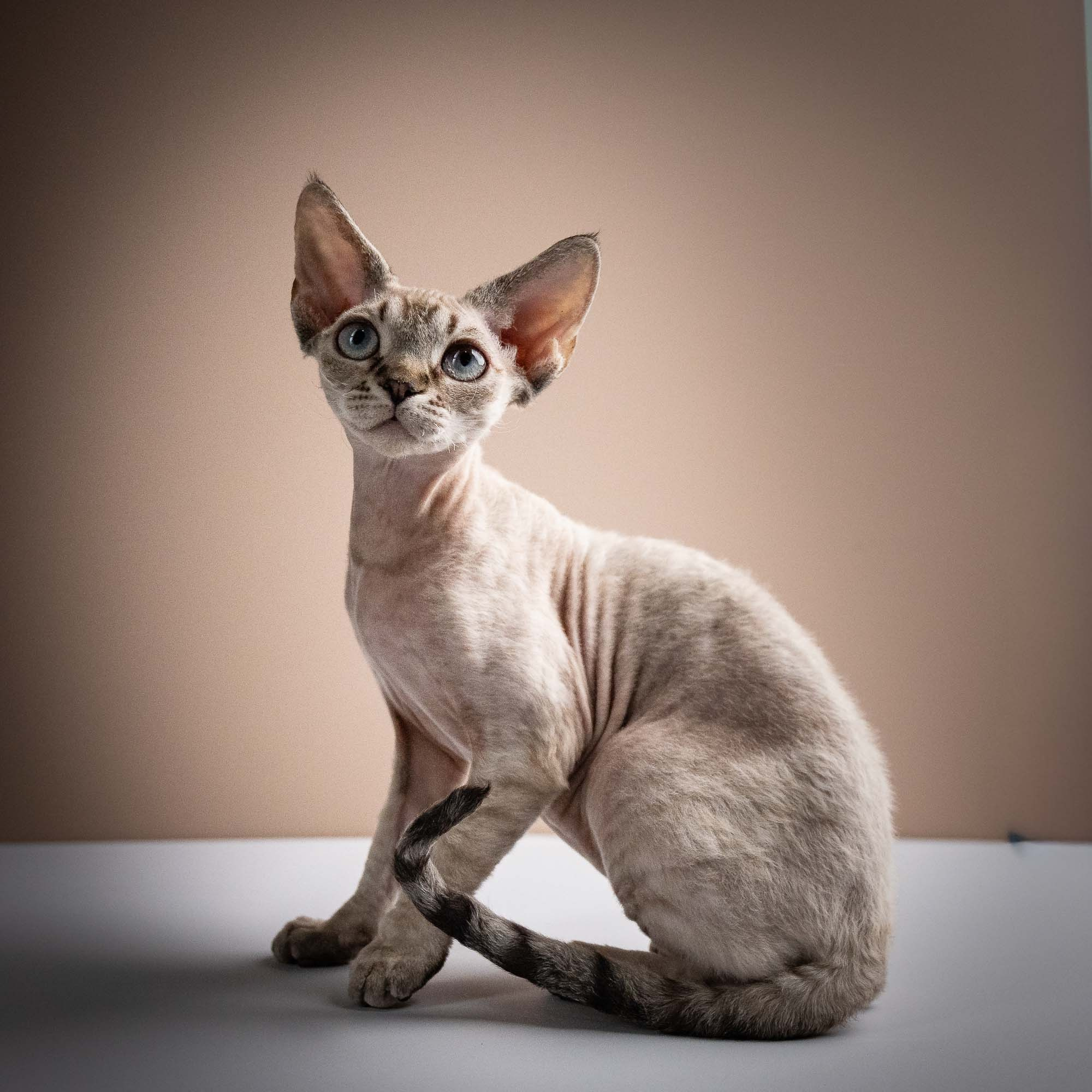 Nellie, girl, born 01.17.26. Devon Rex Pixie Cattery