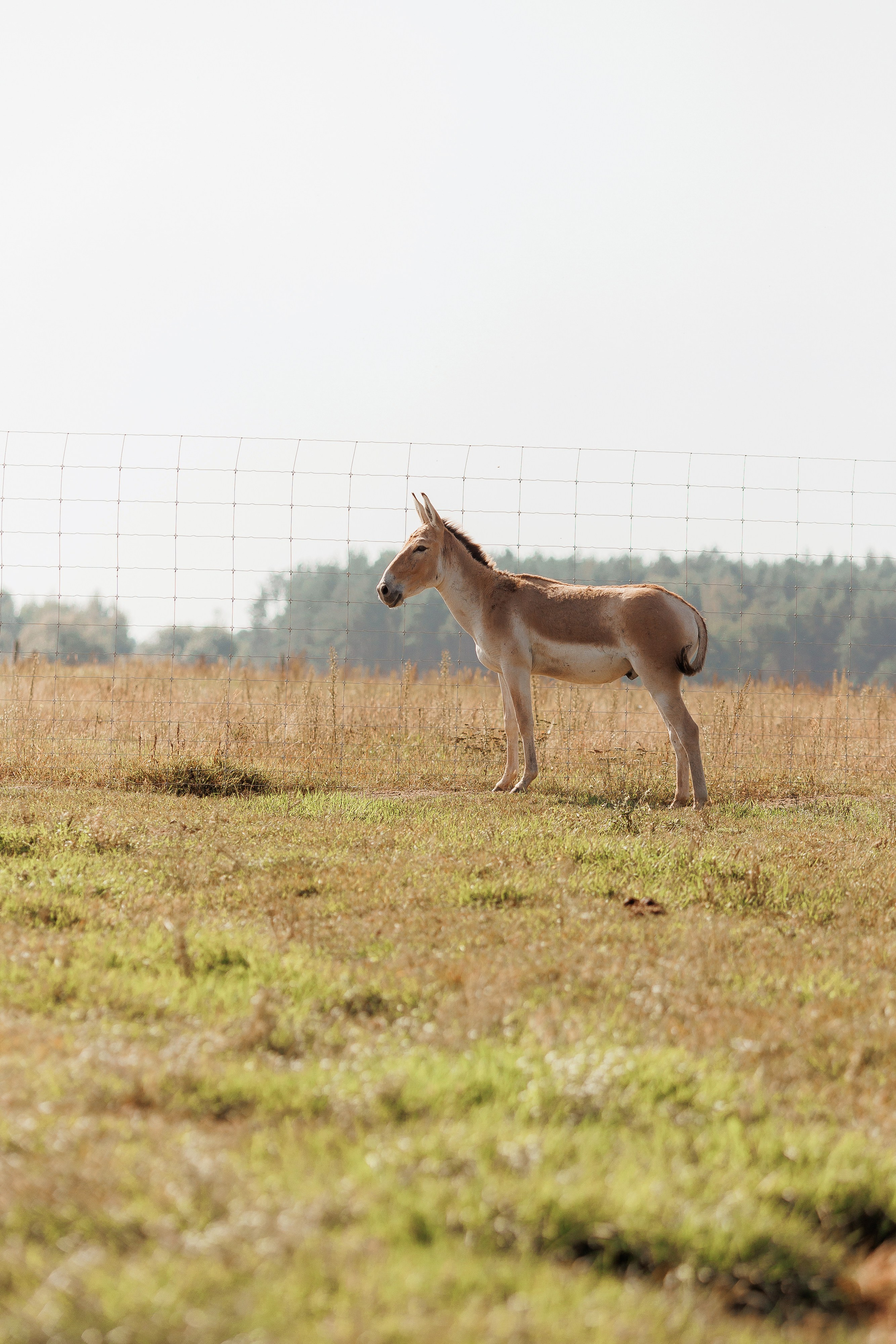 Екопарк Аміла. Ірина Терещук