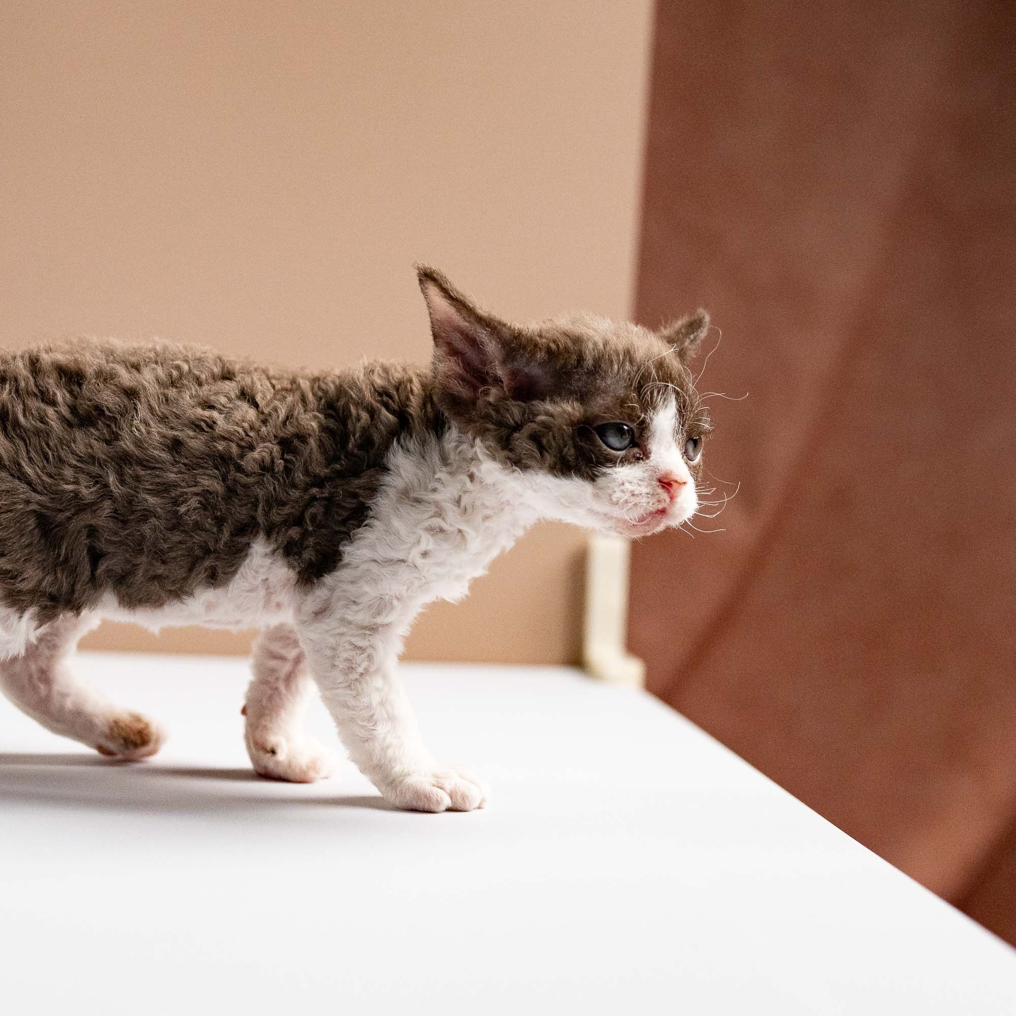 Pascal, boy, born 02.11.26. Devon Rex Pixie Cattery