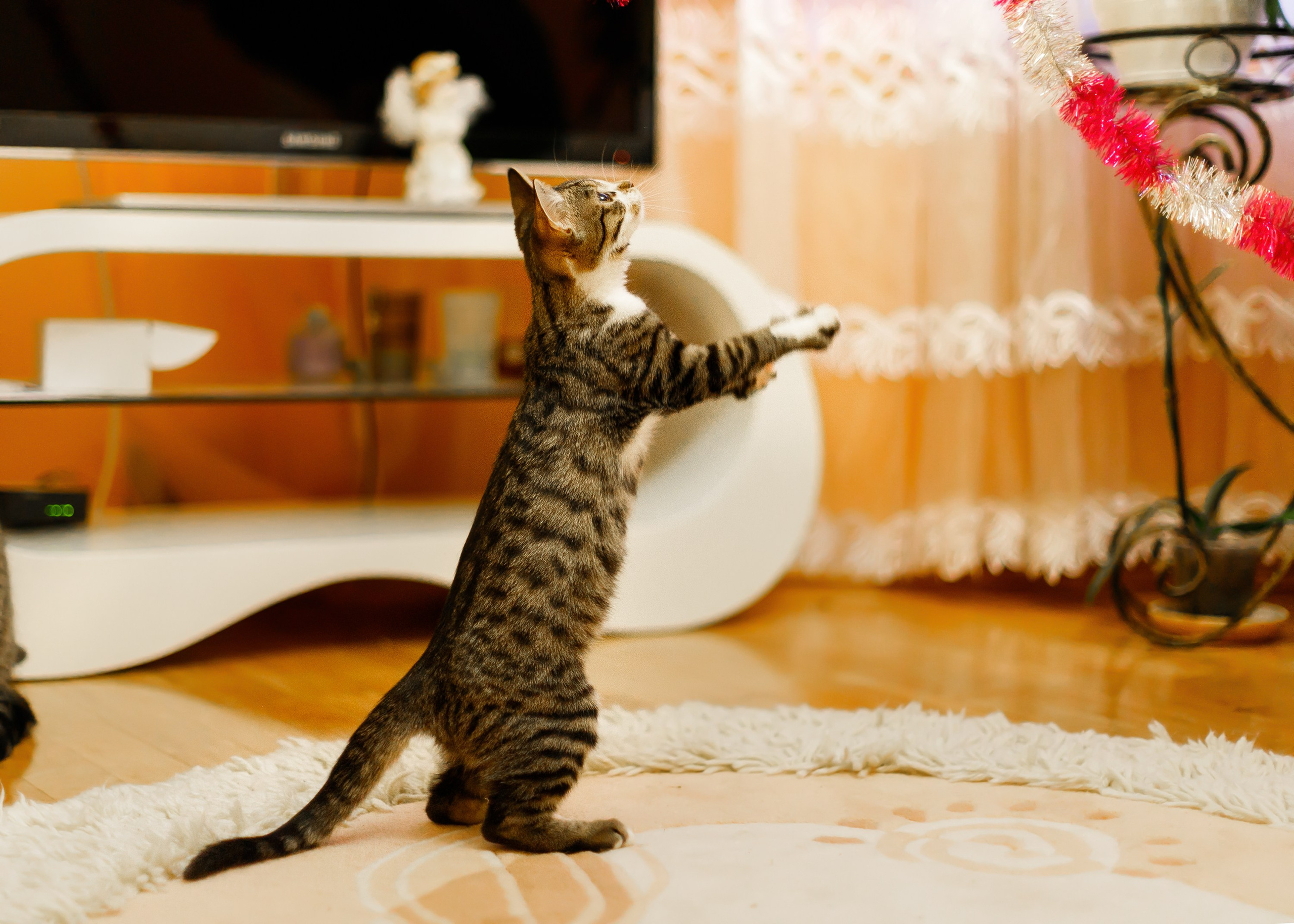 Cats for adoption. Kaja | fotograf we Wrocławiu | ludzie i psy