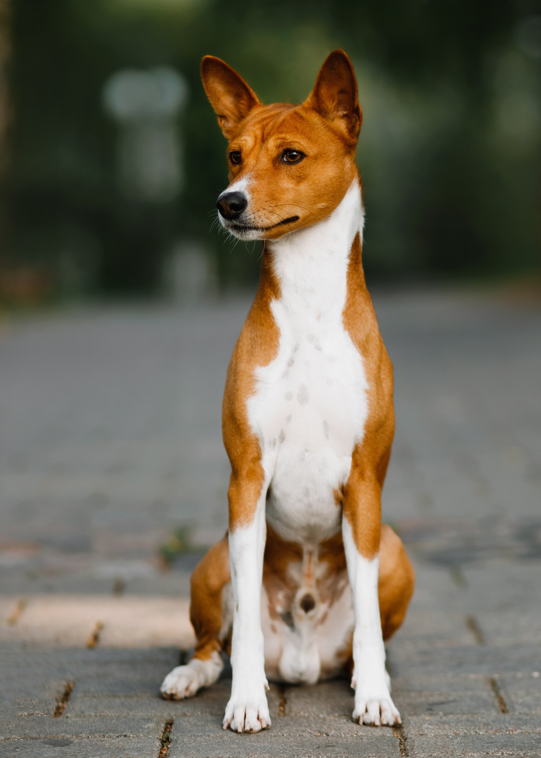 Summer photo day for dog handler. Kaja | fotograf we Wrocławiu | ludzie i psy