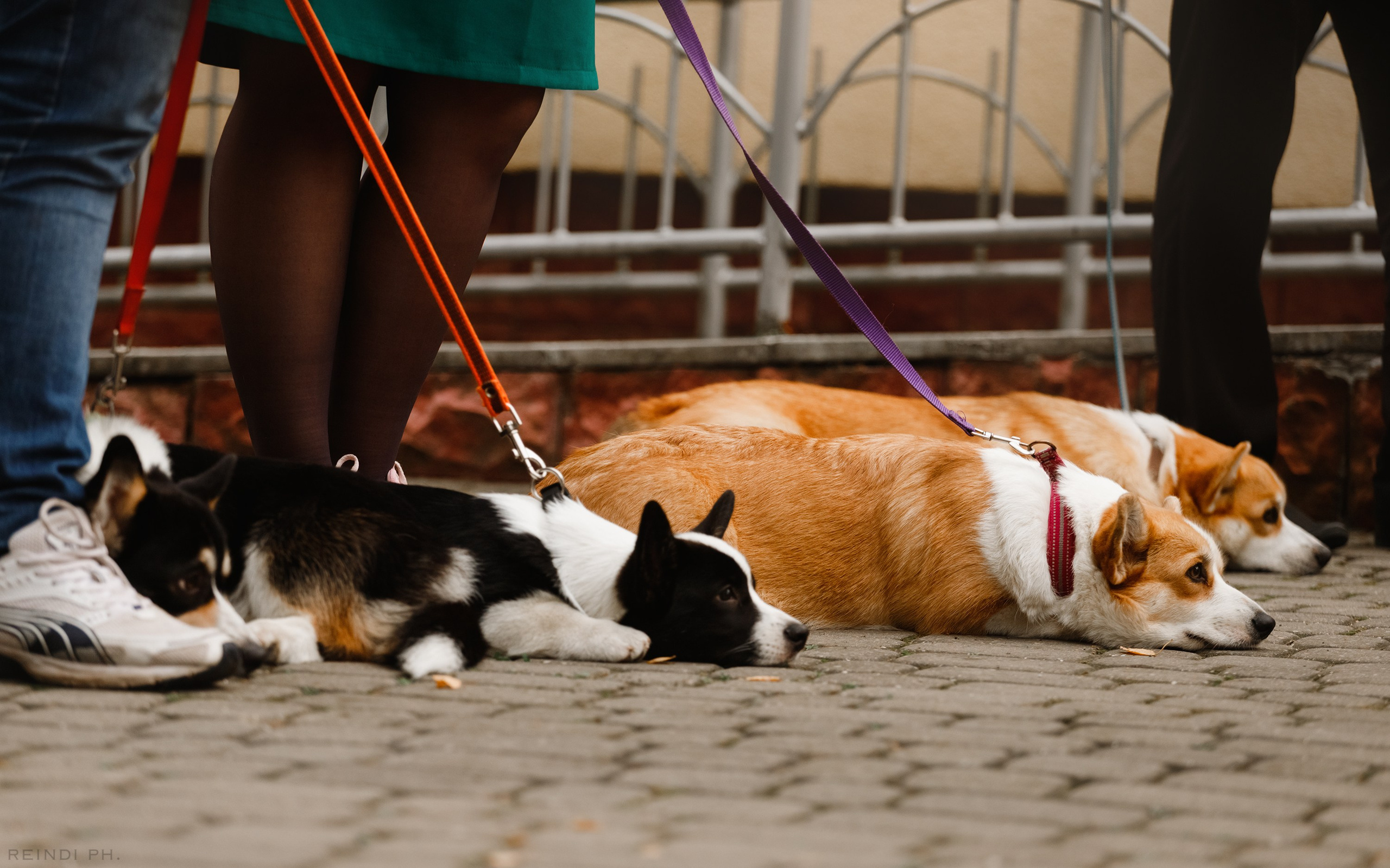 «Argus» dog show in Brest. Kaja | fotograf we Wrocławiu | ludzie i psy