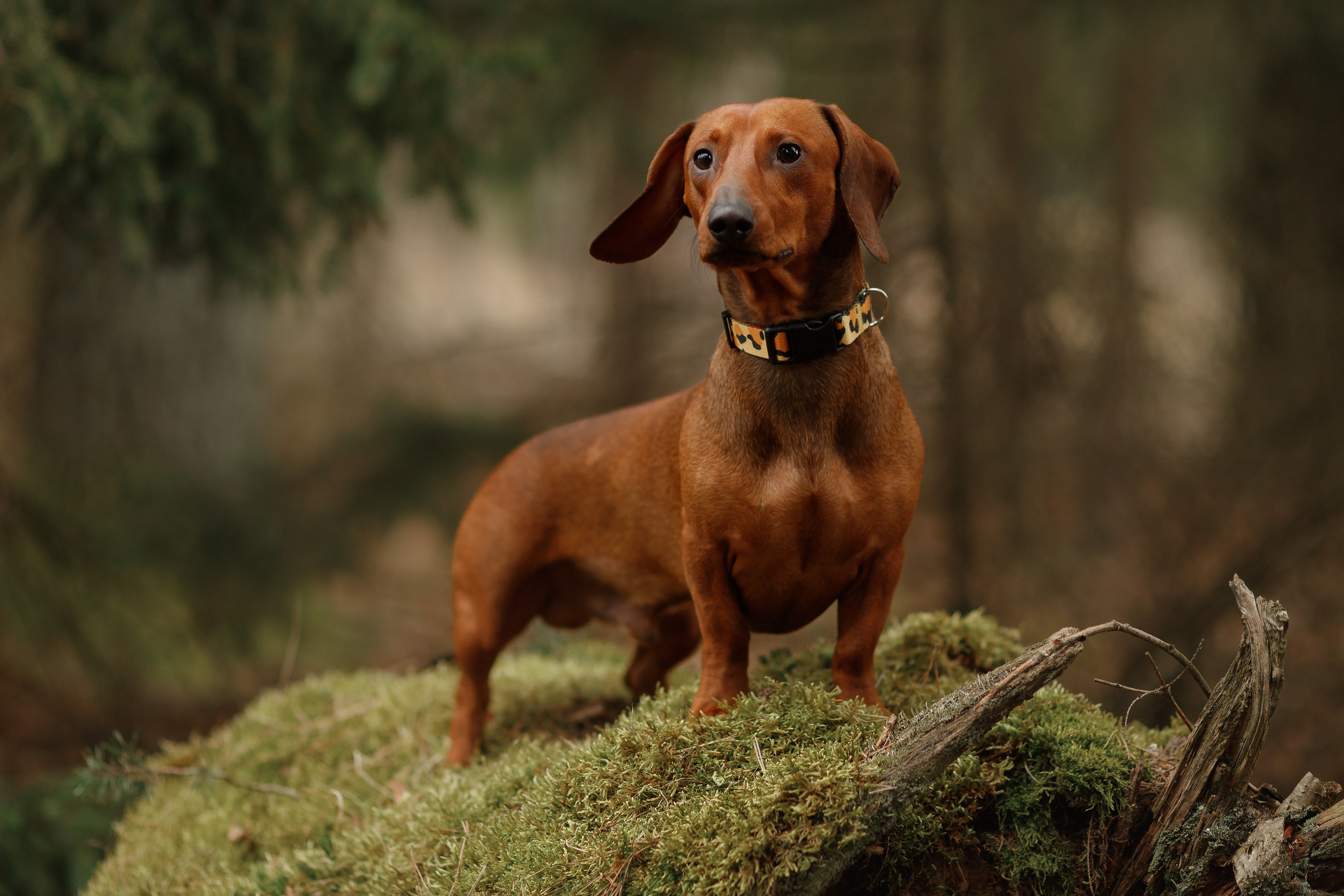 Ania, Franek & Vincent. Kaja | fotograf psów we Wrocławiu