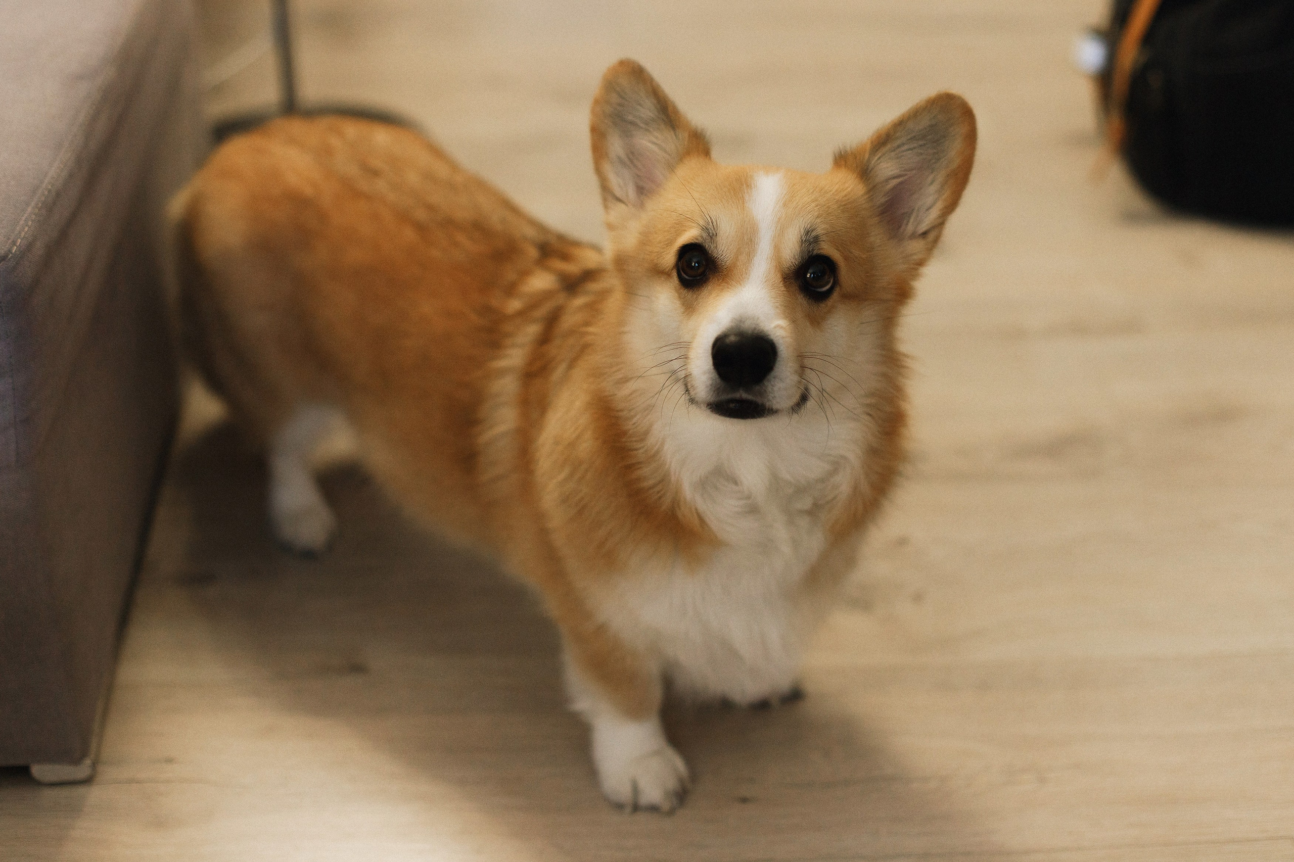 Dasha & Daisy. Kaja | fotograf psów we Wrocławiu