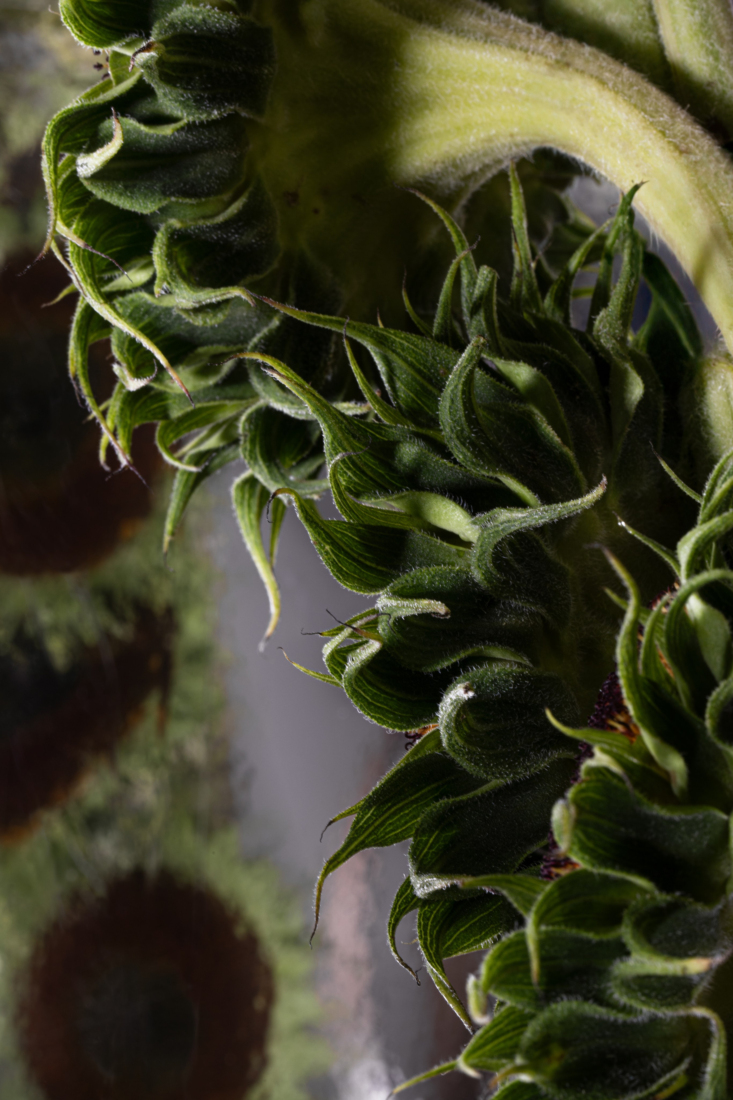 Ejercicio de estilismo parte del Máster 'Vanguardia y Creatividad' de Madrid Flower School.