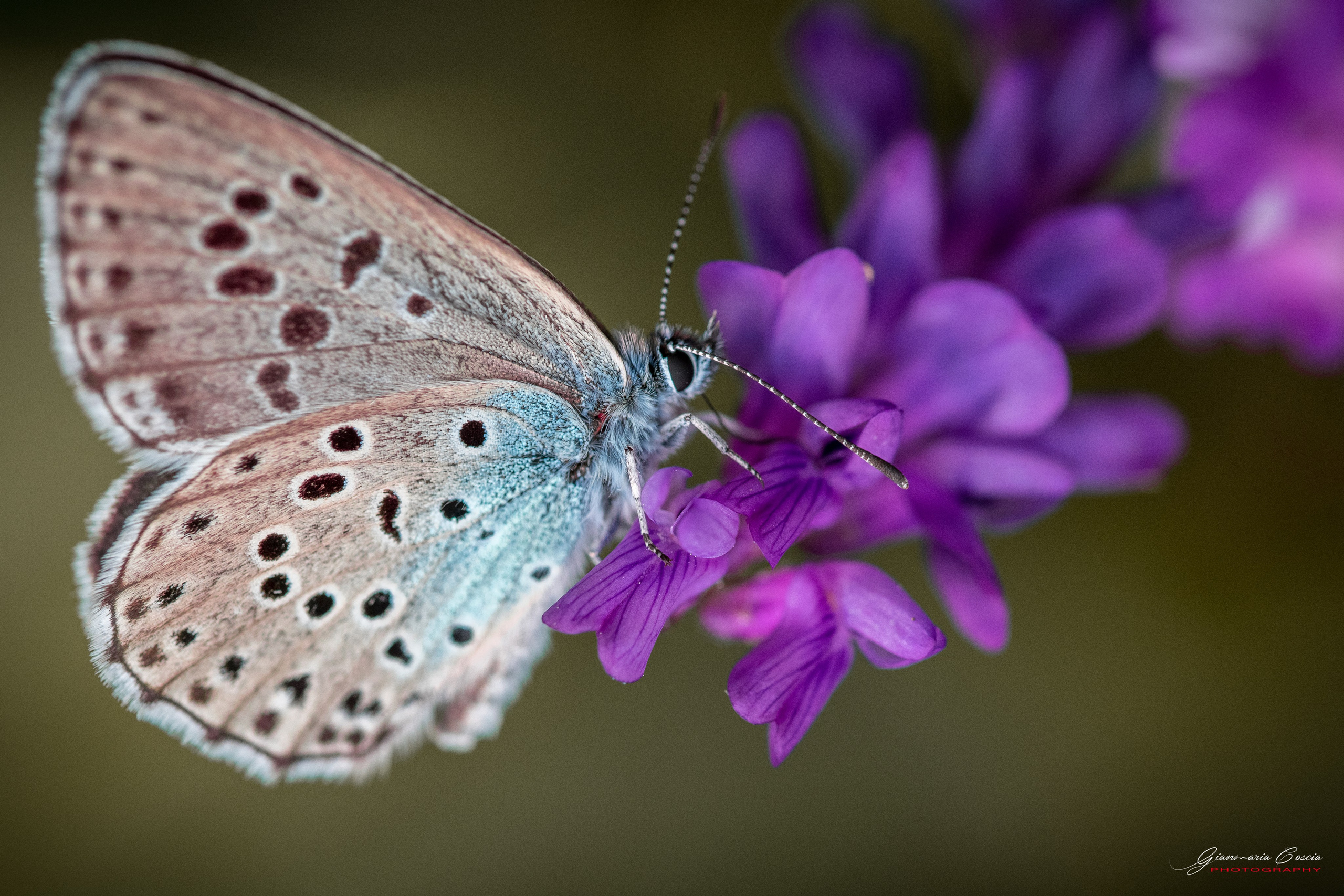 Farfalle. “Gianmaria Coscia fotografo per passione”
