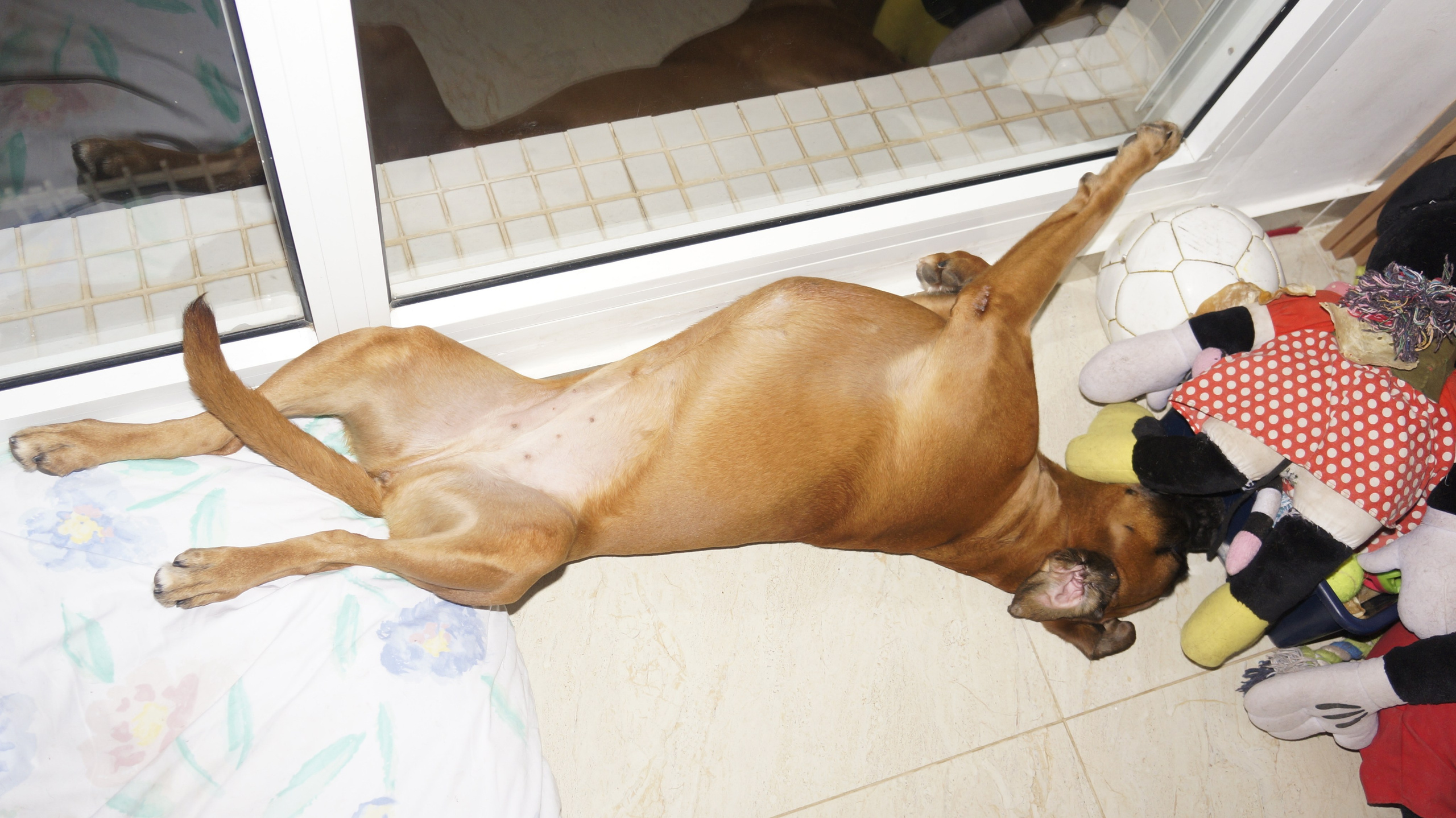 My Star - My Boxer Dog